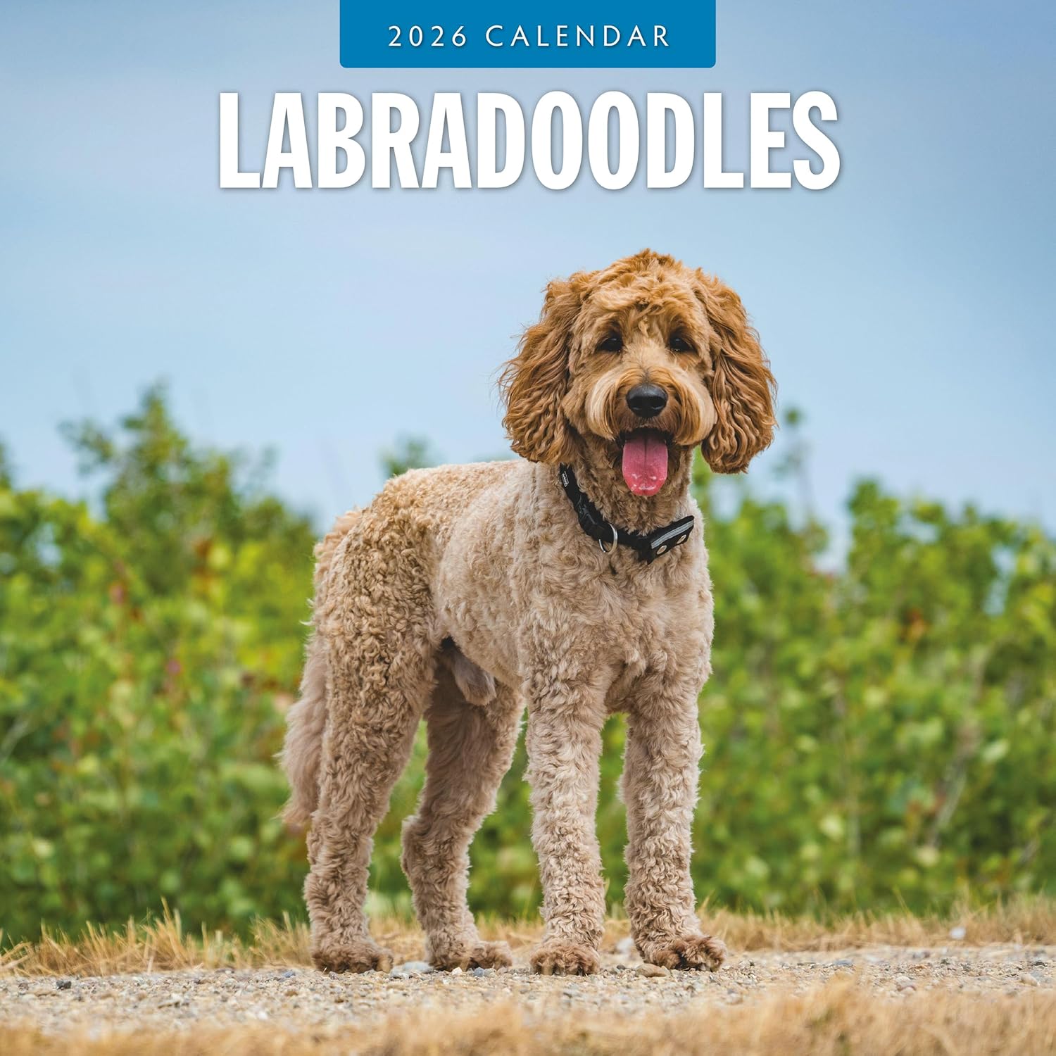 Red Robin 2026 Labradoodles Monthly Wall Calendar | 12" x 24" Open | Premium Thick & Sturdy Paper | Hangable 12 Month Calendar | Lined Notes & To Do Area | Vivid Images | Plastic Free