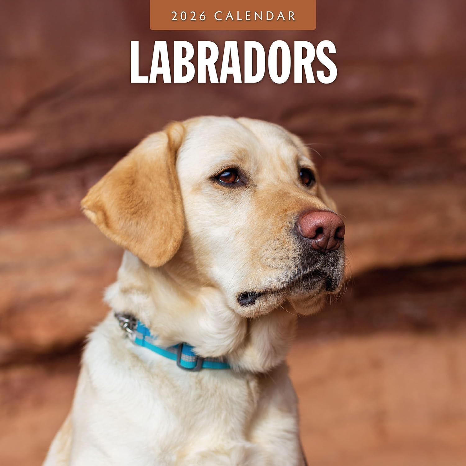 Red Robin 2026 Labradors Monthly Wall Calendar | 12" x 24" Open | Premium Thick & Sturdy Paper | Hangable 12 Month Calendar | Lined Notes & To Do Area | Vivid Images | Plastic Free
