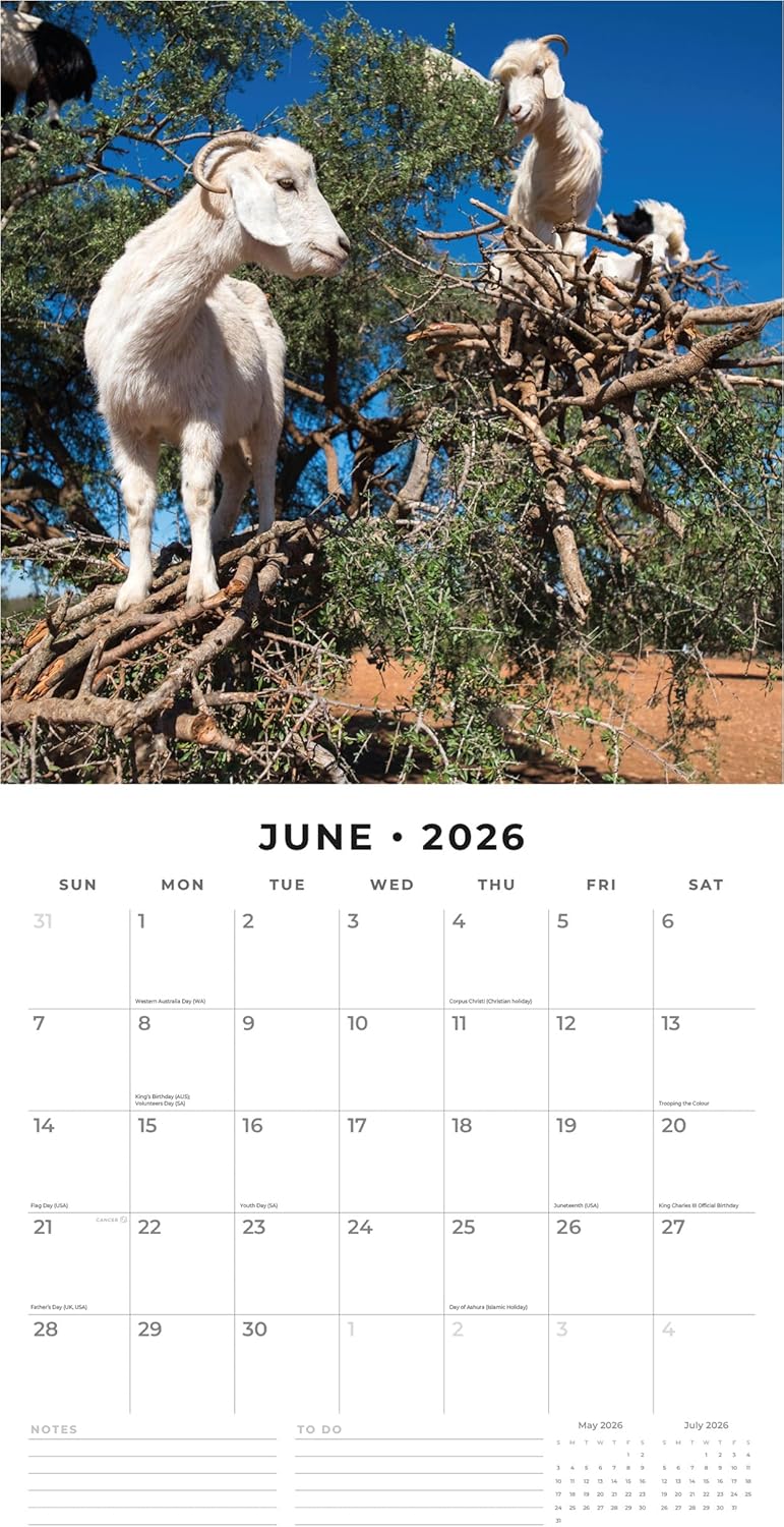 Red Robin 2026 Goats in Trees Monthly Wall Calendar | 12" x 24" Open | Premium Thick & Sturdy Paper | Hangable 12 Month Calendar | Lined Notes & To Do Area | Vivid Images | Plastic Free