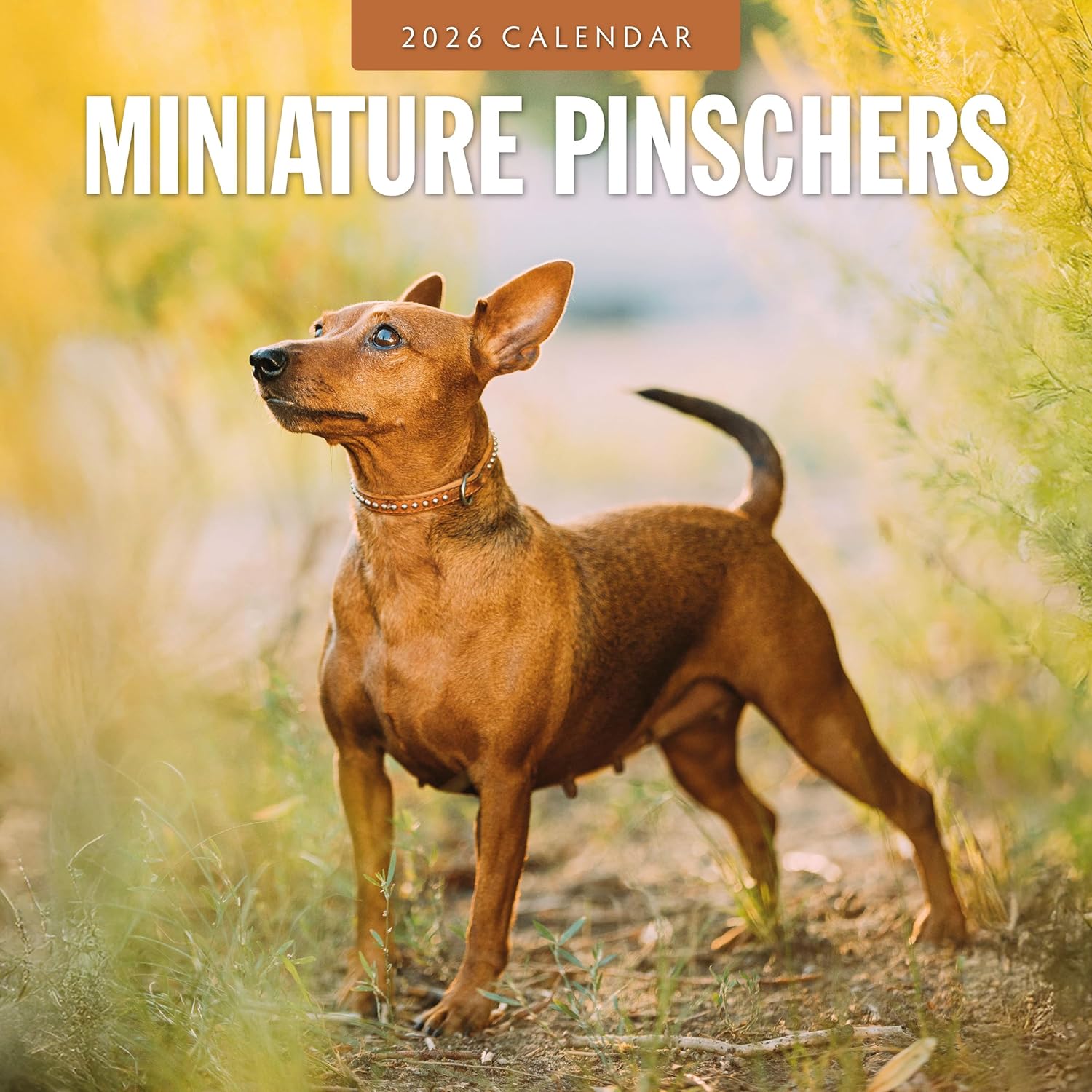 Red Robin 2026 Miniature Pinschers Monthly Wall Calendar | 12" x 24" Open | Premium Thick & Sturdy Paper | Hangable 12 Month Calendar | Lined Notes & To Do Area | Vivid Images | Plastic Free