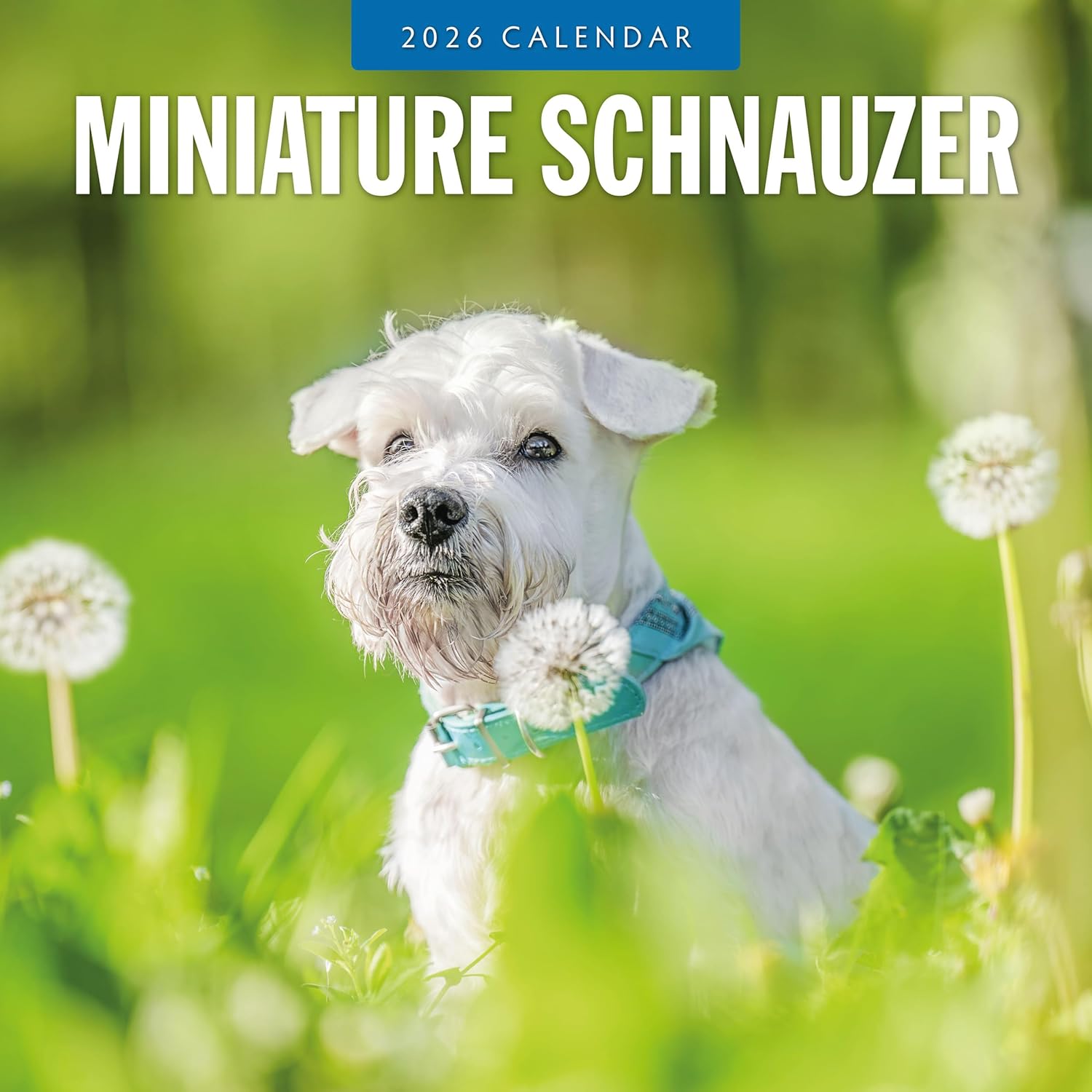 Red Robin 2026 Miniature Schnauzers Monthly Wall Calendar | 12" x 24" Open | Premium Thick & Sturdy Paper | Hangable 12 Month Calendar | Lined Notes & To Do Area | Vivid Images | Plastic Free