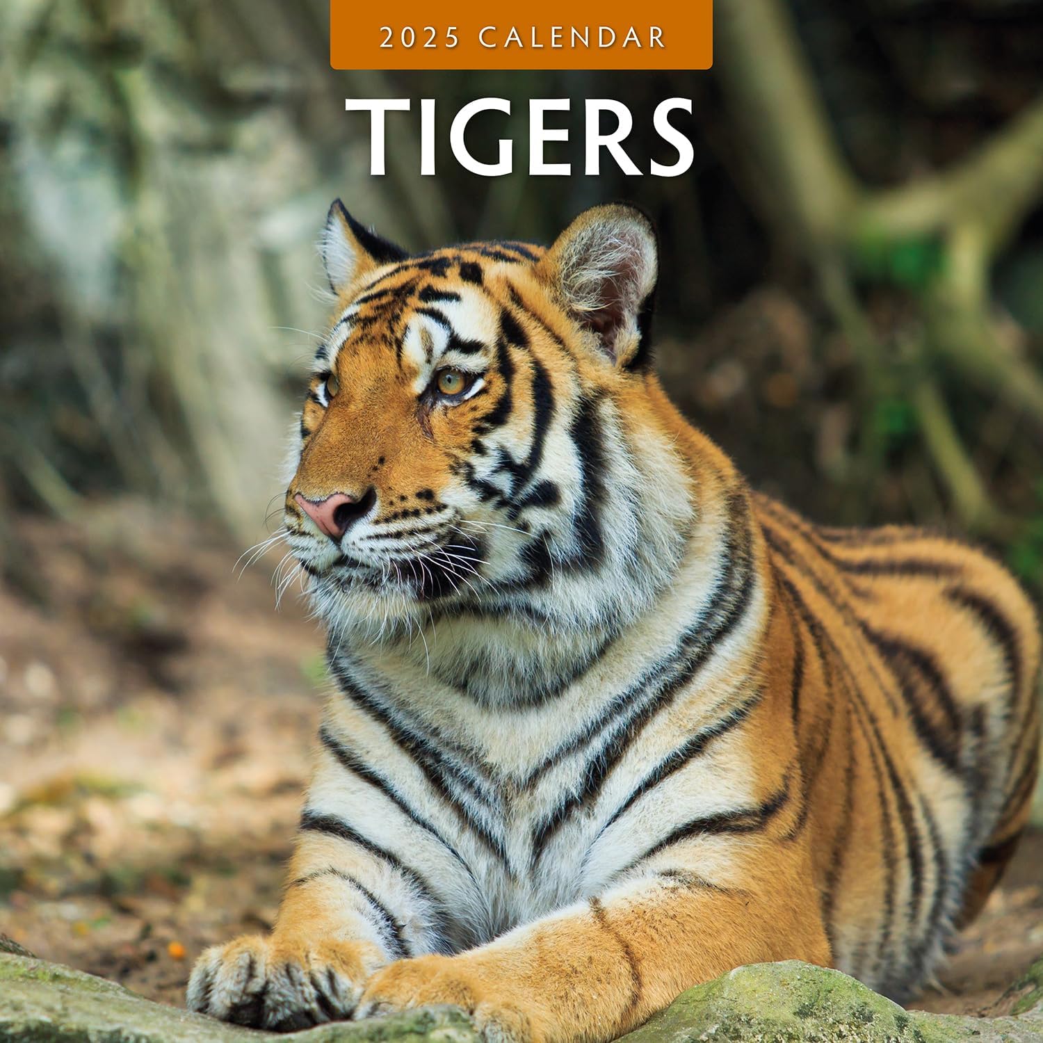 Red Robin 2025 Tigers Monthly Wall Calendar | 12" x 24" Open | Premium Thick & Sturdy Paper | Hangable 12 Month Calendar | Plastic Free | 4 Month Transition Page for 2024