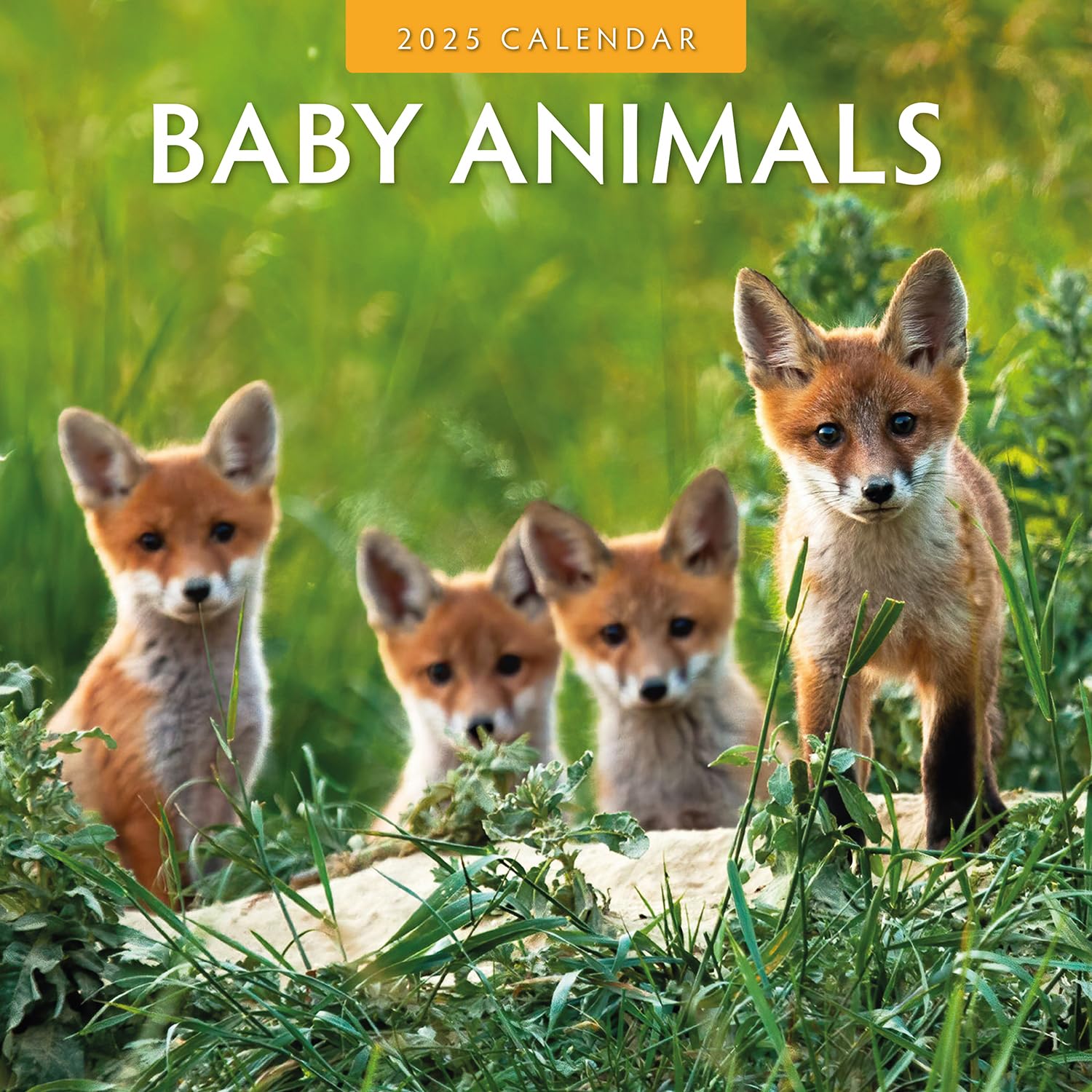 Red Robin 2025 Baby Animals Monthly Wall Calendar | 12" x 24" Open | Premium Thick & Sturdy Paper | Hangable 12 Month Calendar | Plastic Free | 4 Month Transition Page for 2024