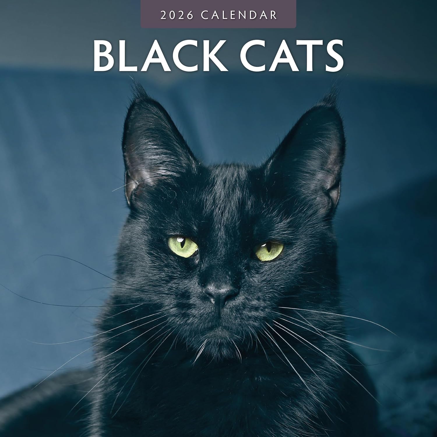 Black Cats - 2026 Square Wall Calendar - by Red Robin Publishing
