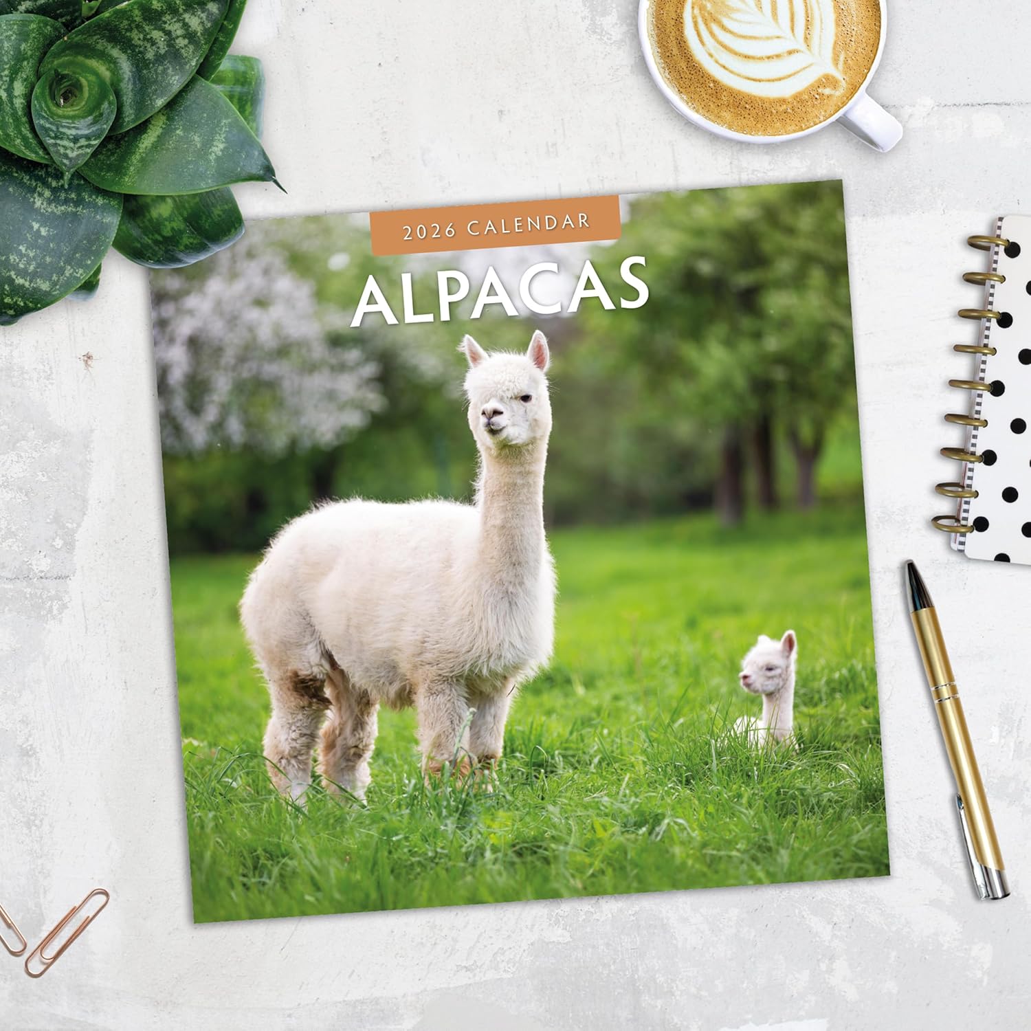 Alpacas - 2026 Square Wall Calendar - by Red Robin Publishing