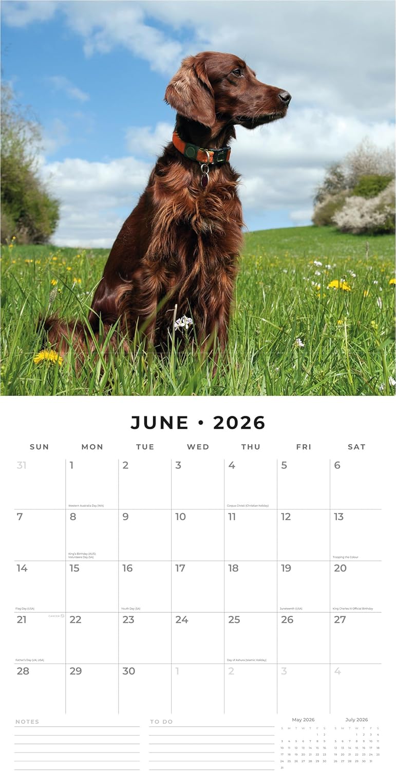 Red Robin 2026 Irish Setters Monthly Wall Calendar | 12" x 24" Open | Premium Thick & Sturdy Paper | Hangable 12 Month Calendar | Lined Notes & To Do Area | Vivid Images | Plastic Free