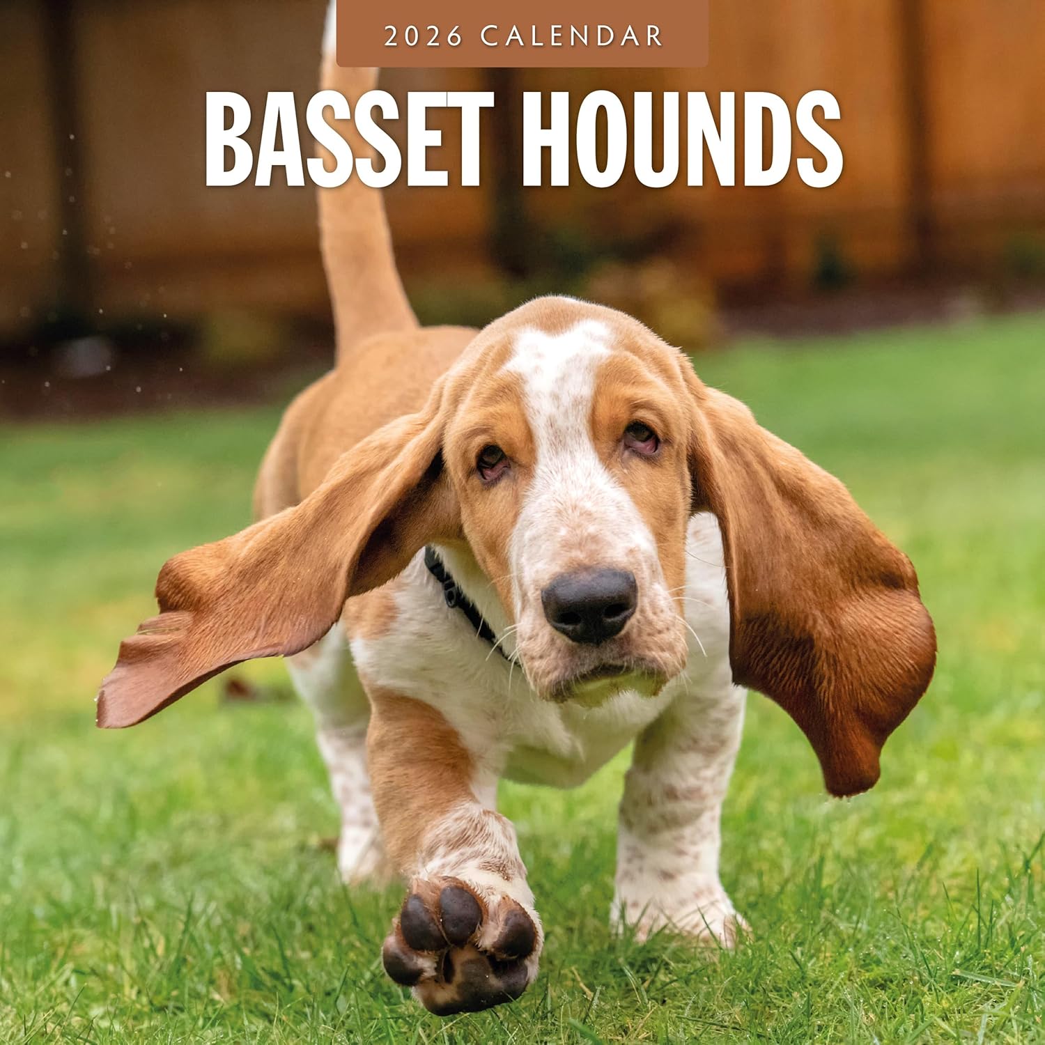 Red Robin 2026 Basset Hounds Monthly Wall Calendar | 12" x 24" Open | Premium Thick & Sturdy Paper | Hangable 12 Month Calendar | Lined Notes & To Do Area | Vivid Images | Plastic Free