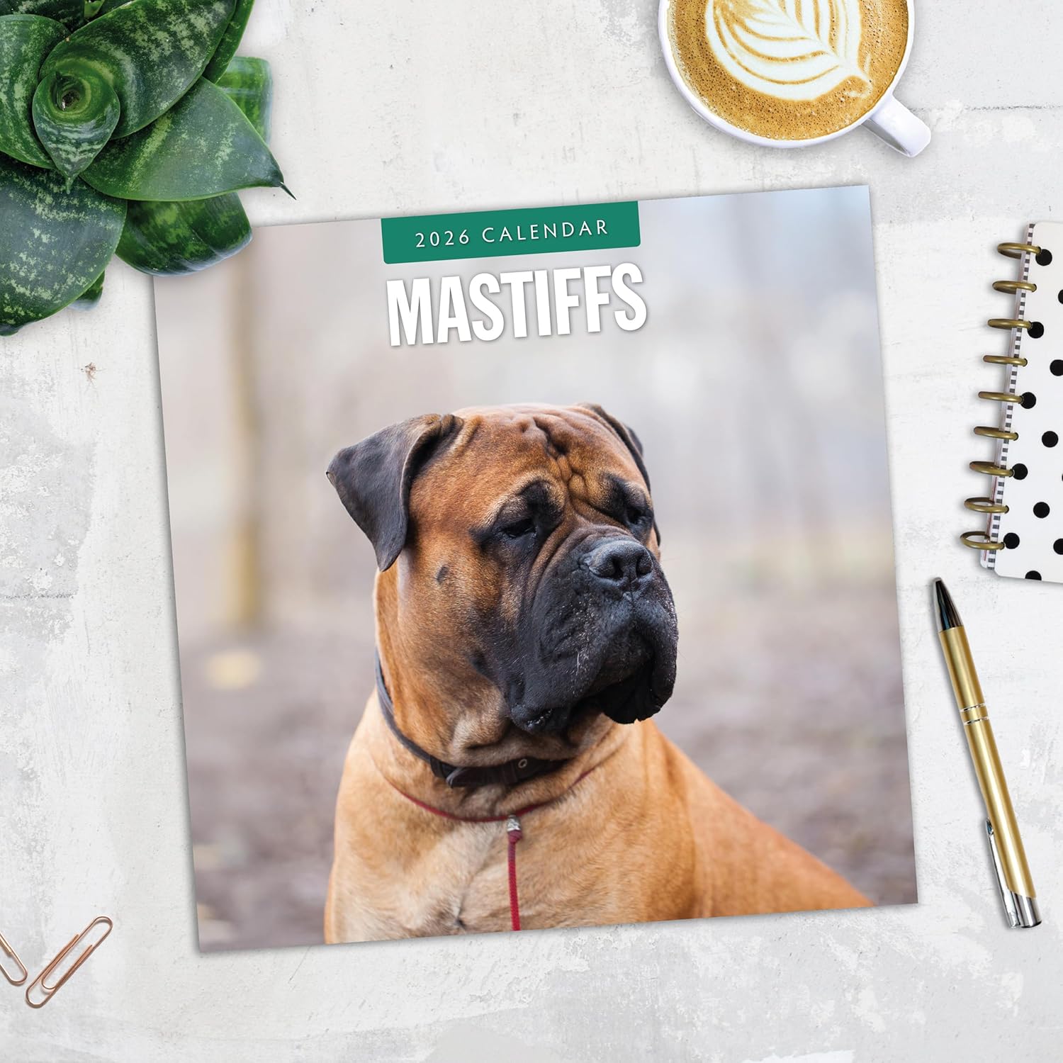 Red Robin 2026 Mastiffs Monthly Wall Calendar | 12" x 24" Open | Premium Thick & Sturdy Paper | Hangable 12 Month Calendar | Lined Notes & To Do Area | Vivid Images | Plastic Free
