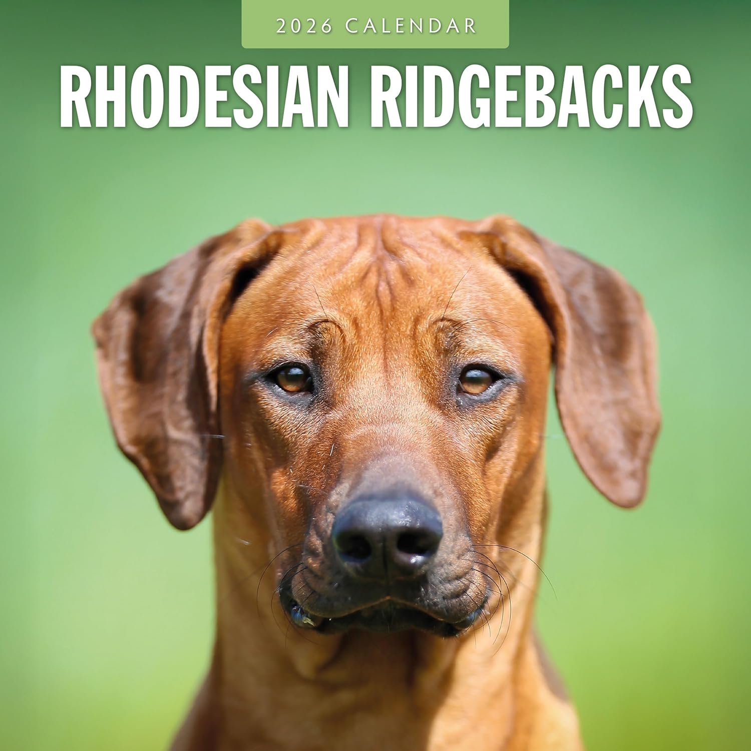 Red Robin 2026 Rhodesian Ridgebacks Monthly Wall Calendar | 12" x 24" Open | Premium Thick & Sturdy Paper | Hangable 12 Month Calendar | Lined Notes & To Do Area | Vivid Images | Plastic Free