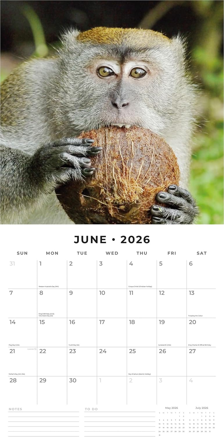 Red Robin 2026 Monkey Business Monthly Wall Calendar | 12" x 24" Open | Premium Thick & Sturdy Paper | Hangable 12 Month Calendar | Lined Notes & To Do Area | Vivid Images | Plastic Free