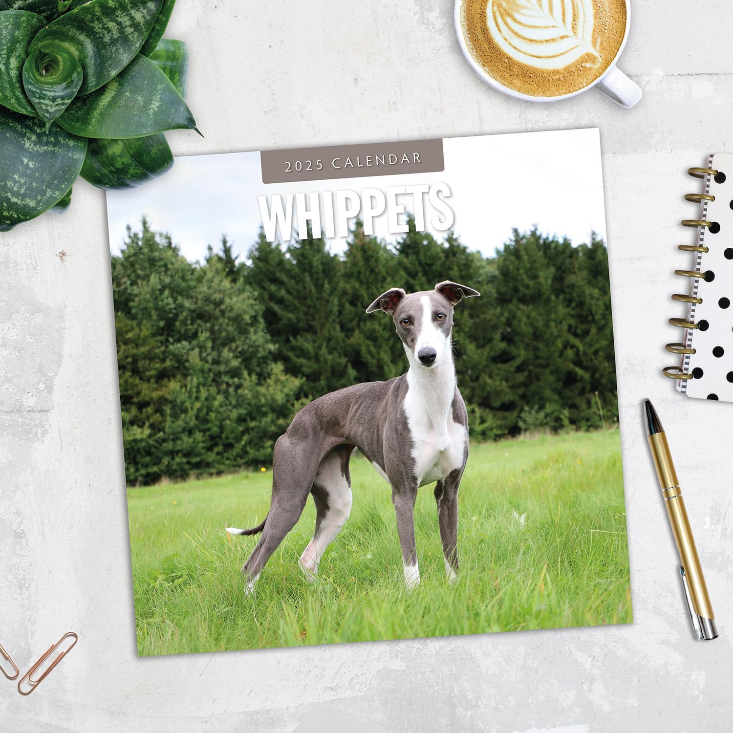 Red Robin 2025 Whippets Monthly Wall Calendar | 12" x 24" Open | Premium Thick & Sturdy Paper | Hangable 12 Month Calendar | Plastic Free | 4 Month Transition Page for 2024