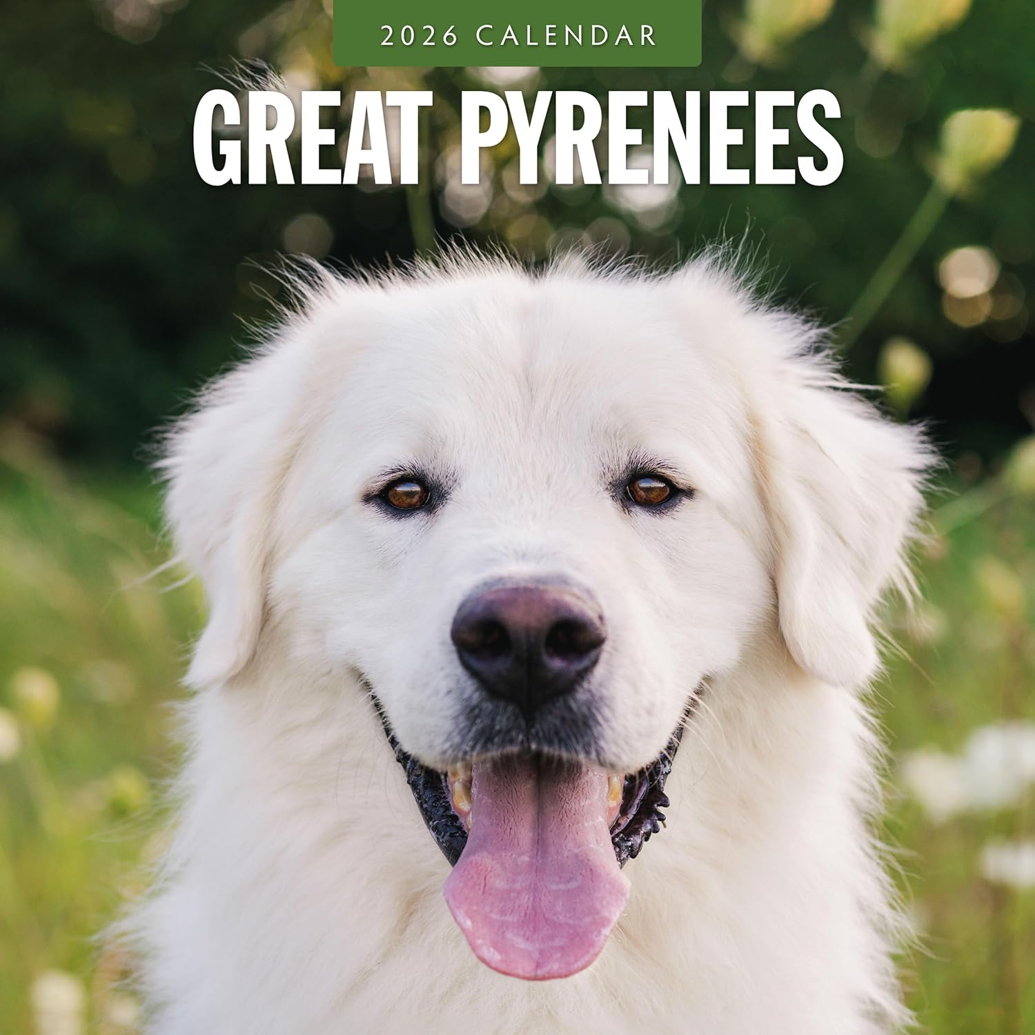 Red Robin 2026 Great Pyrenees Monthly Wall Calendar | 12" x 24" Open | Premium Thick & Sturdy Paper | Hangable 12 Month Calendar | Lined Notes & To Do Area | Vivid Images | Plastic Free