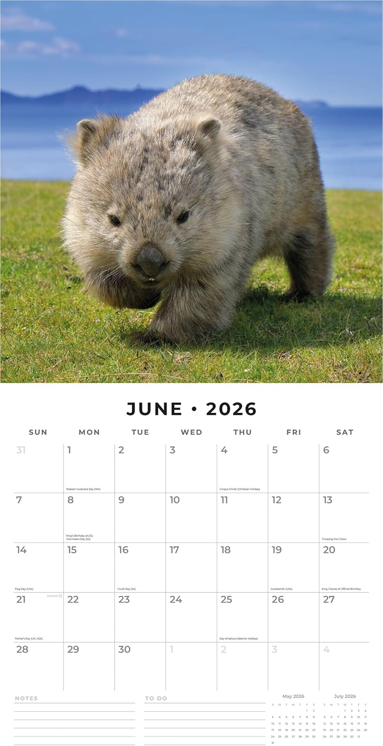 Red Robin 2026 Wildlife of Australia Monthly Wall Calendar | 12" x 24" Open | Premium Thick & Sturdy Paper | Hangable 12 Month Calendar | Lined Notes & To Do Area | Vivid Images | Plastic Free