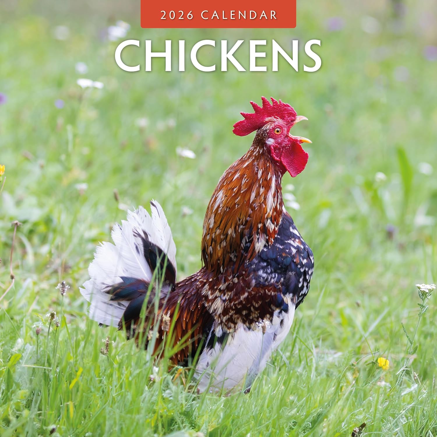Red Robin 2026 Chickens Monthly Wall Calendar | 12" x 24" Open | Premium Thick & Sturdy Paper | Hangable 12 Month Calendar | Lined Notes & To Do Area | Vivid Images | Plastic Free