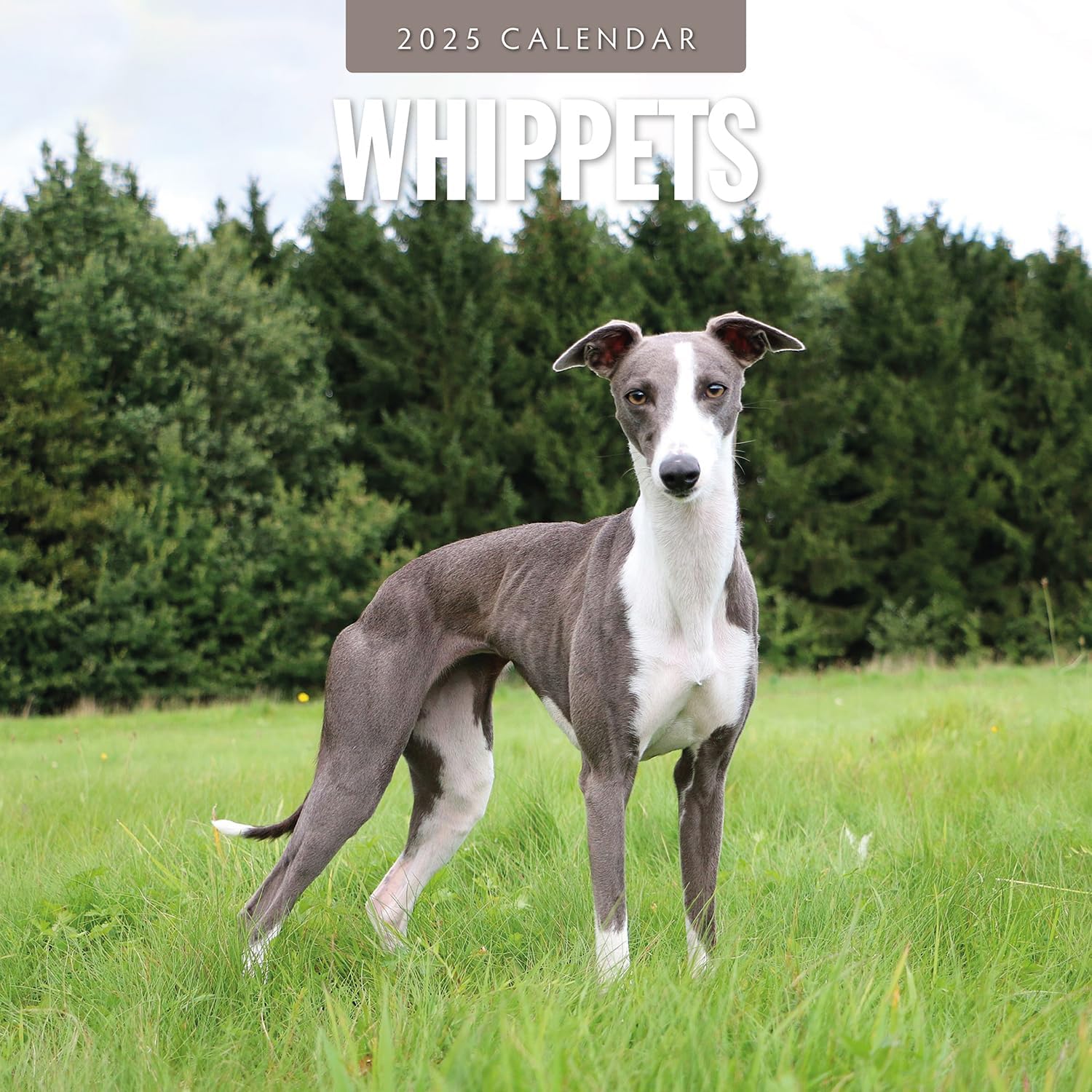 Red Robin 2025 Whippets Monthly Wall Calendar | 12" x 24" Open | Premium Thick & Sturdy Paper | Hangable 12 Month Calendar | Plastic Free | 4 Month Transition Page for 2024