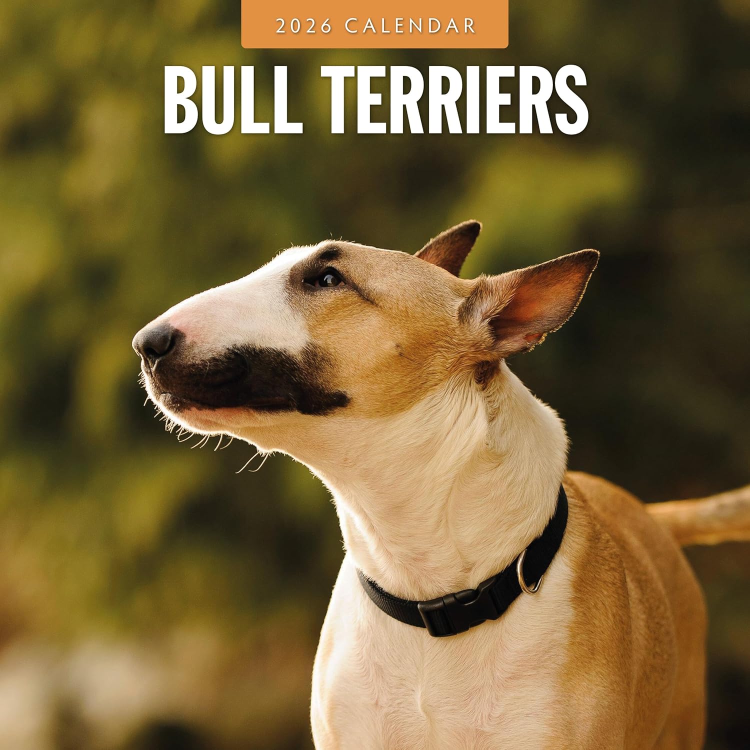 Red Robin 2026 Bull Terriers Monthly Wall Calendar | 12" x 24" Open | Premium Thick & Sturdy Paper | Hangable 12 Month Calendar | Lined Notes & To Do Area | Vivid Images | Plastic Free