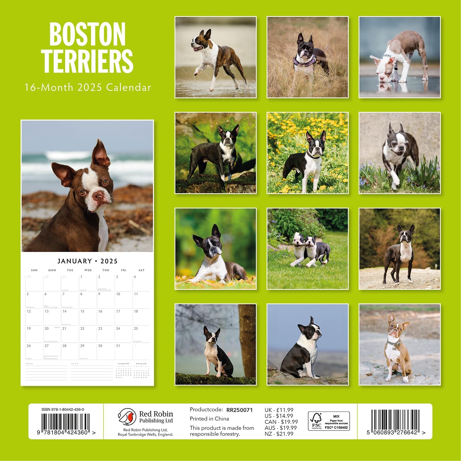 Red Robin 2025 Boston Terriers Monthly Wall Calendar | 12" x 24" Open | Premium Thick & Sturdy Paper | Hangable 12 Month Calendar | Plastic Free | 4 Month Transition Page for 2024