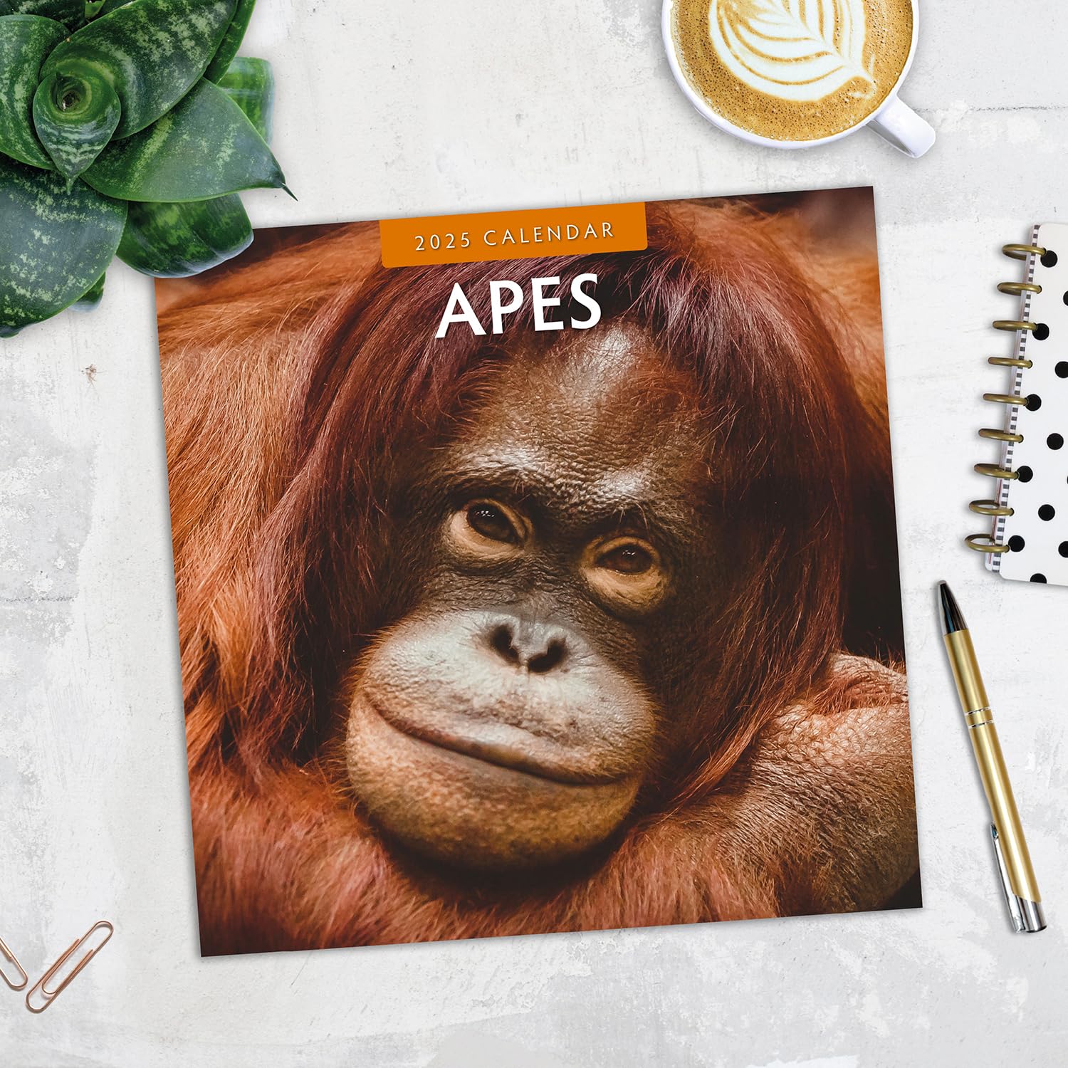 2025 Apes Monthly Wall Calendar | 12" x 24" Open | Premium Thick & Sturdy Paper | Hangable 12 Month Calendar | Plastic Free | 4 Month Transition Page for 2024