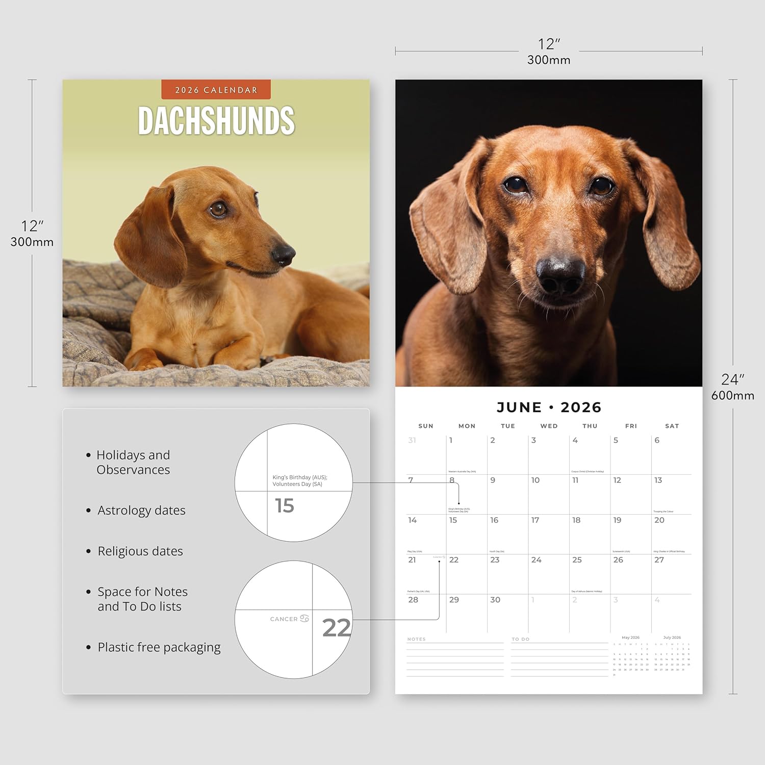 Red Robin 2026 Dachshunds Monthly Wall Calendar | 12" x 24" Open | Premium Thick & Sturdy Paper | Hangable 12 Month Calendar | Lined Notes & To Do Area | Vivid Images | Plastic Free