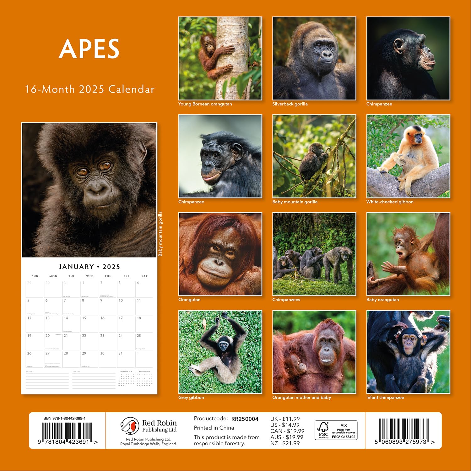 2025 Apes Monthly Wall Calendar | 12" x 24" Open | Premium Thick & Sturdy Paper | Hangable 12 Month Calendar | Plastic Free | 4 Month Transition Page for 2024