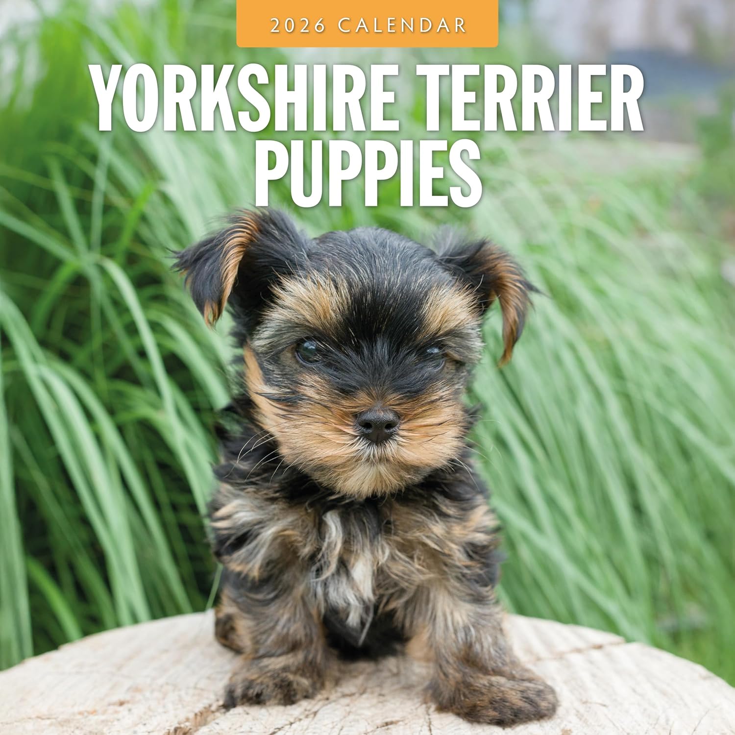 Red Robin 2026 Yorkshire Terrier Puppies Monthly Wall Calendar | 12" x 24" Open | Premium Thick & Sturdy Paper | Hangable 12 Month Calendar | Lined Notes & To Do Area | Vivid Images | Plastic Free