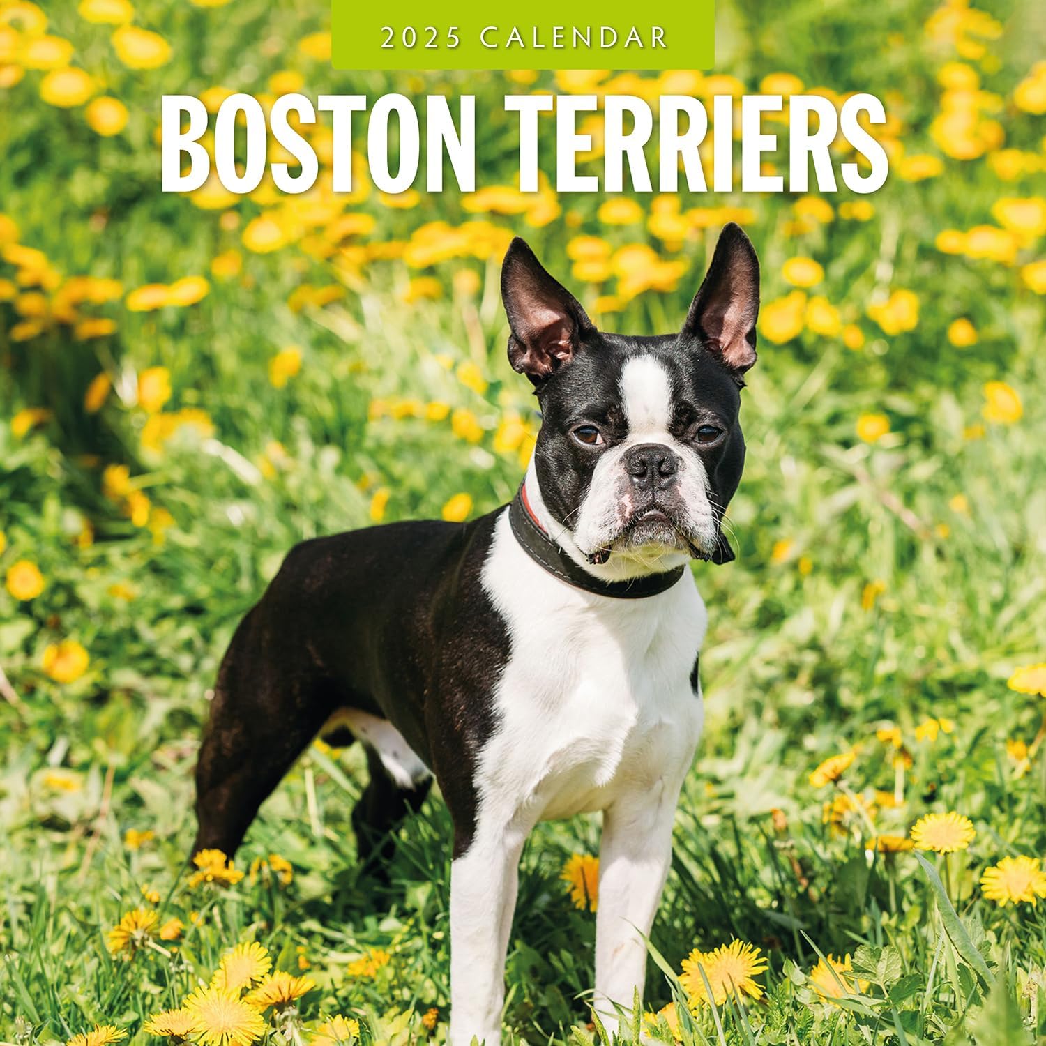 Red Robin 2025 Boston Terriers Monthly Wall Calendar | 12" x 24" Open | Premium Thick & Sturdy Paper | Hangable 12 Month Calendar | Plastic Free | 4 Month Transition Page for 2024