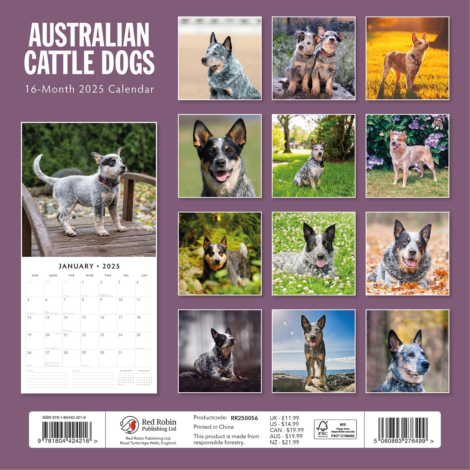 Red Robin 2025 Australian Cattle Dogs Monthly Wall Calendar | 12" x 24" Open | Premium Thick & Sturdy Paper | Hangable 12 Month Calendar | Plastic Free | 4 Month Transition Page for 2024