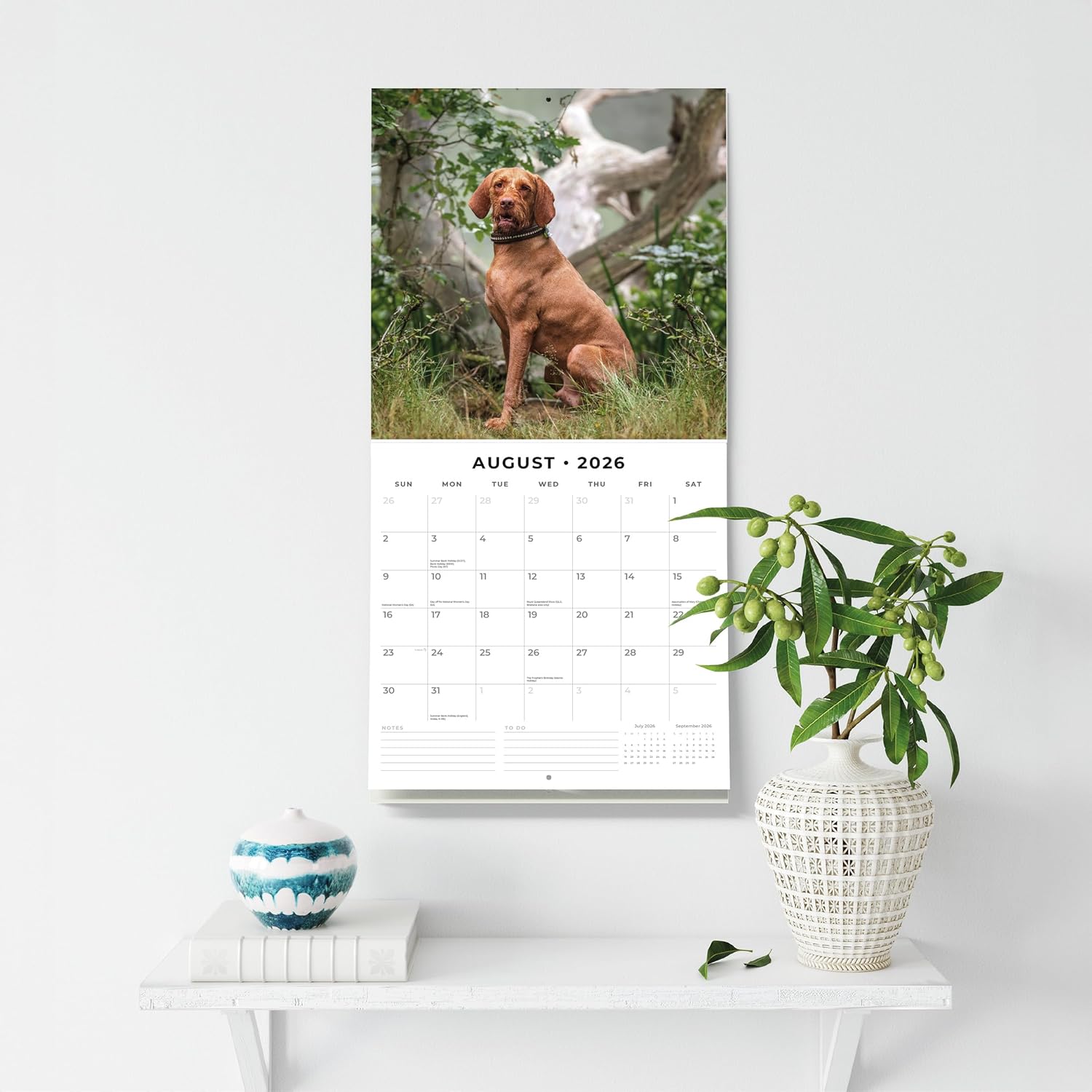 Red Robin 2026 Vizslas Monthly Wall Calendar | 12" x 24" Open | Premium Thick & Sturdy Paper | Hangable 12 Month Calendar | Lined Notes & To Do Area | Vivid Images | Plastic Free