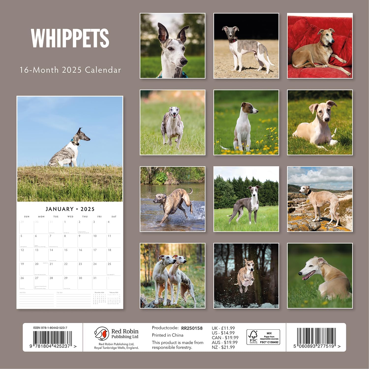 Red Robin 2025 Whippets Monthly Wall Calendar | 12" x 24" Open | Premium Thick & Sturdy Paper | Hangable 12 Month Calendar | Plastic Free | 4 Month Transition Page for 2024