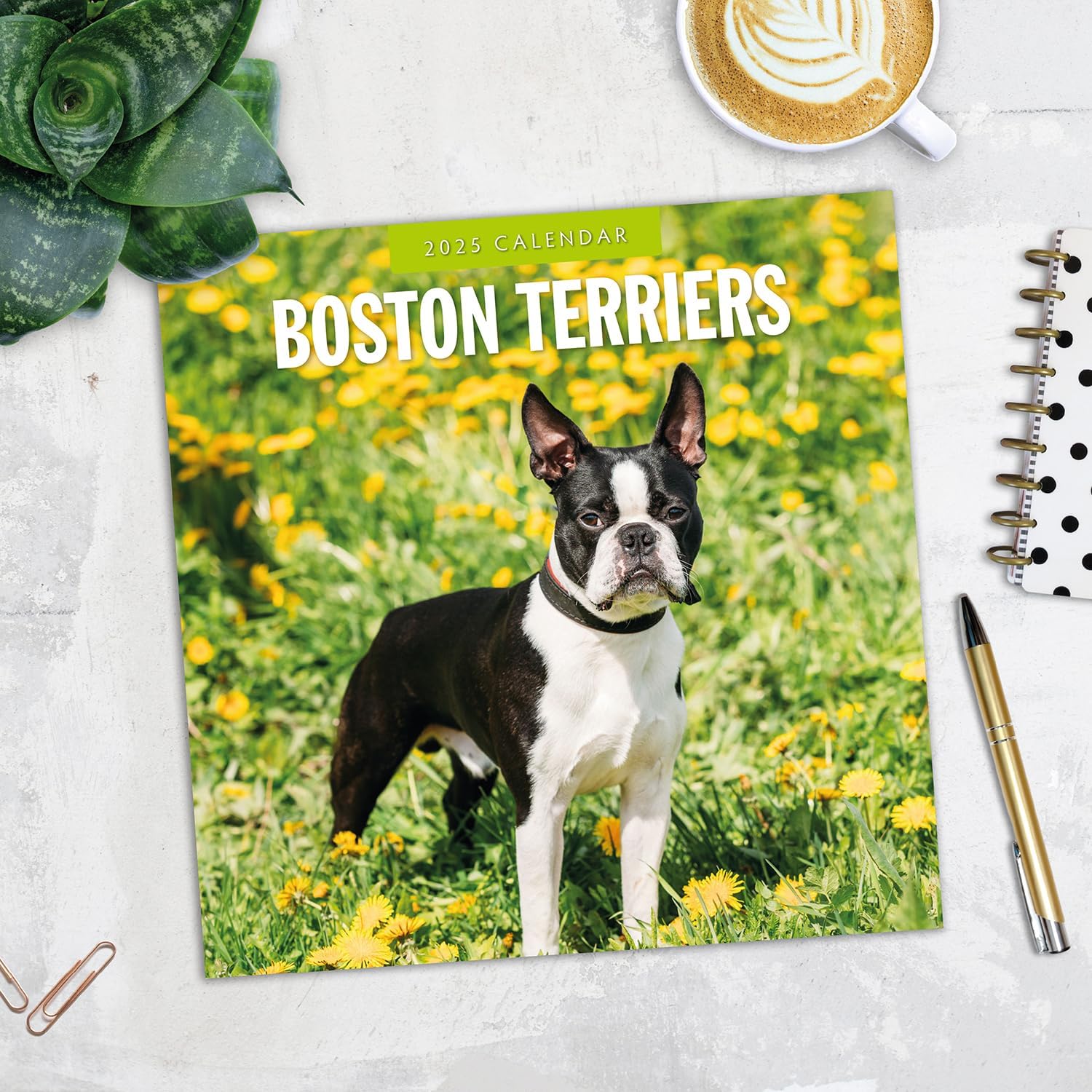 Red Robin 2025 Boston Terriers Monthly Wall Calendar | 12" x 24" Open | Premium Thick & Sturdy Paper | Hangable 12 Month Calendar | Plastic Free | 4 Month Transition Page for 2024