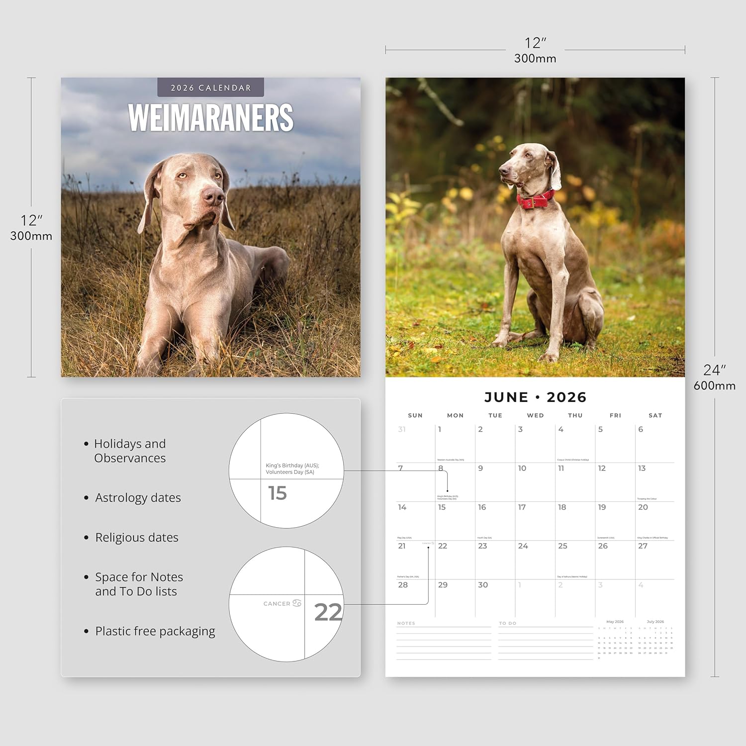 Red Robin 2026 Weimaraners Monthly Wall Calendar | 12" x 24" Open | Premium Thick & Sturdy Paper | Hangable 12 Month Calendar | Lined Notes & To Do Area | Vivid Images | Plastic Free