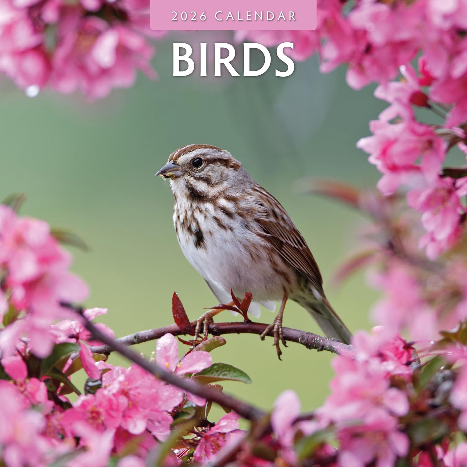 Birds - 2026 Square Wall Calendar - by Red Robin Publishing