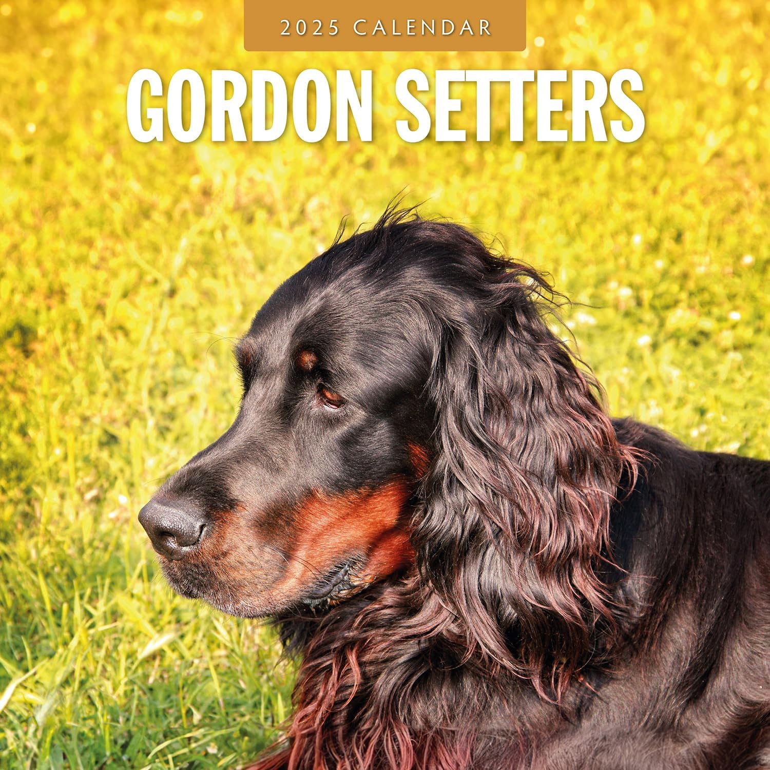 Red Robin 2025 Gordon Setters Monthly Wall Calendar | 12" x 24" Open | Premium Thick & Sturdy Paper | Hangable 12 Month Calendar | Plastic Free | 4 Month Transition Page for 2024