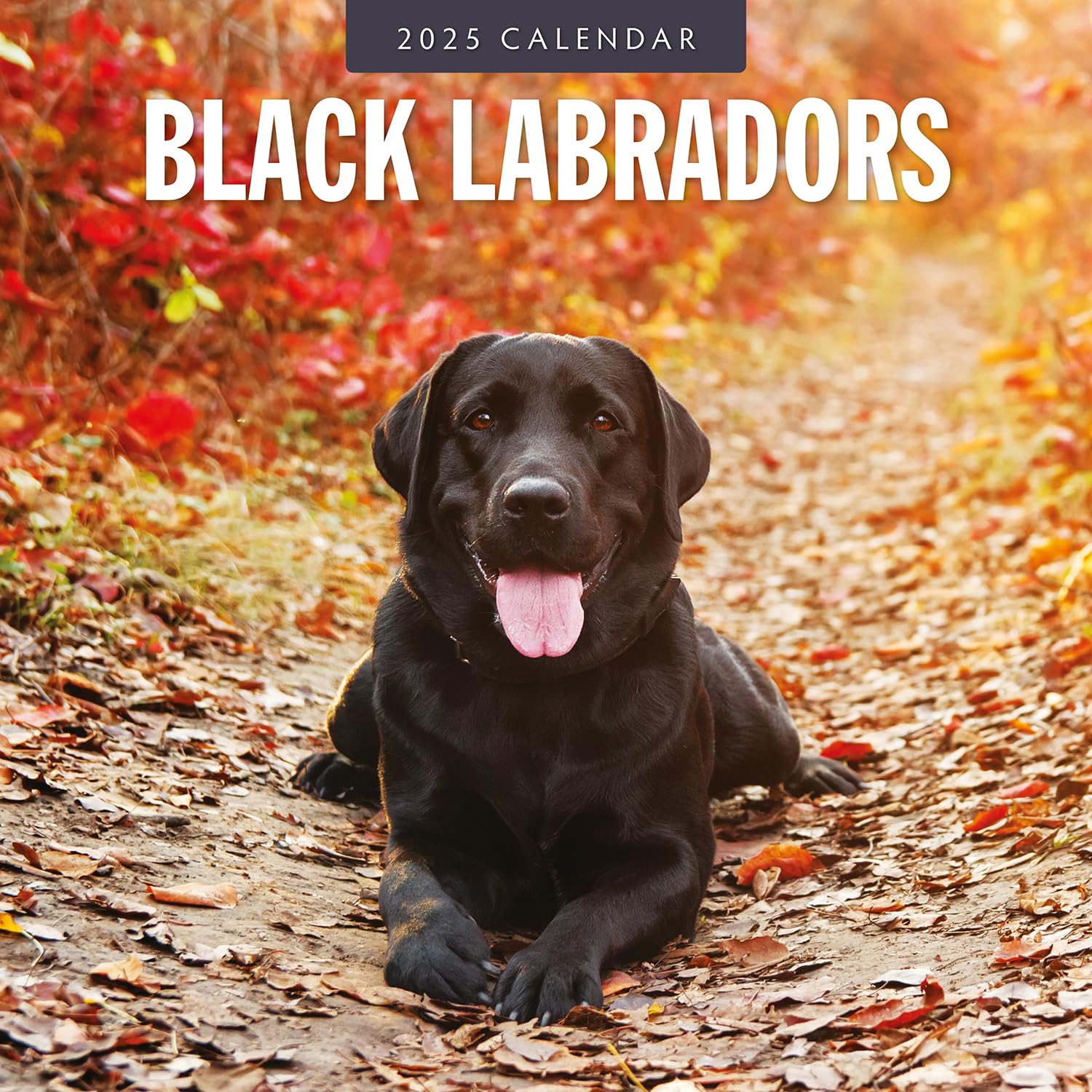 Red Robin 2025 Black Labradors Monthly Wall Calendar | 12" x 24" Open | Premium Thick & Sturdy Paper | Hangable 12 Month Calendar | Plastic Free | 4 Month Transition Page for 2024