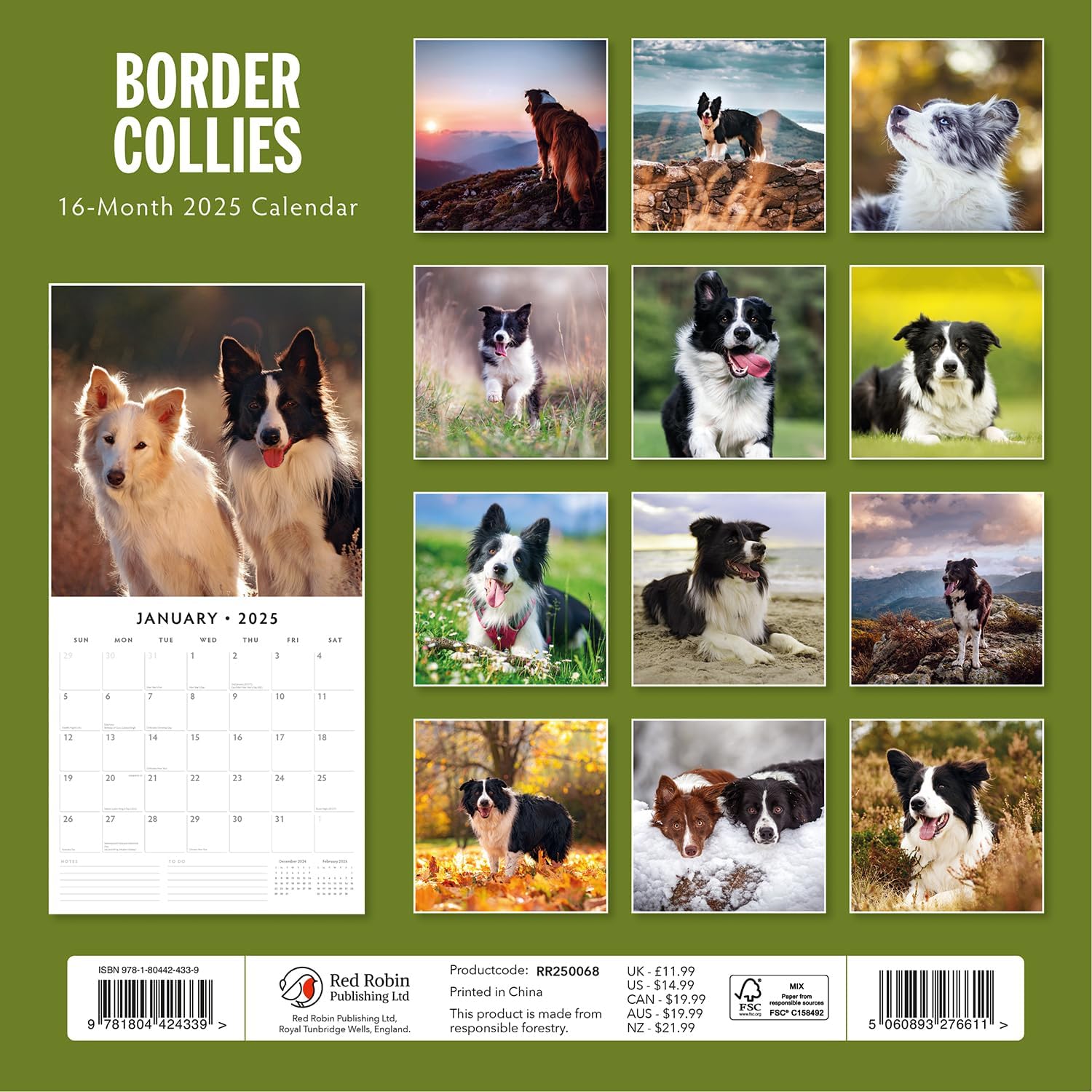 Red Robin 2025 Border Collies Monthly Wall Calendar | 12" x 24" Open | Premium Thick & Sturdy Paper | Hangable 12 Month Calendar | Plastic Free | 4 Month Transition Page for 2024