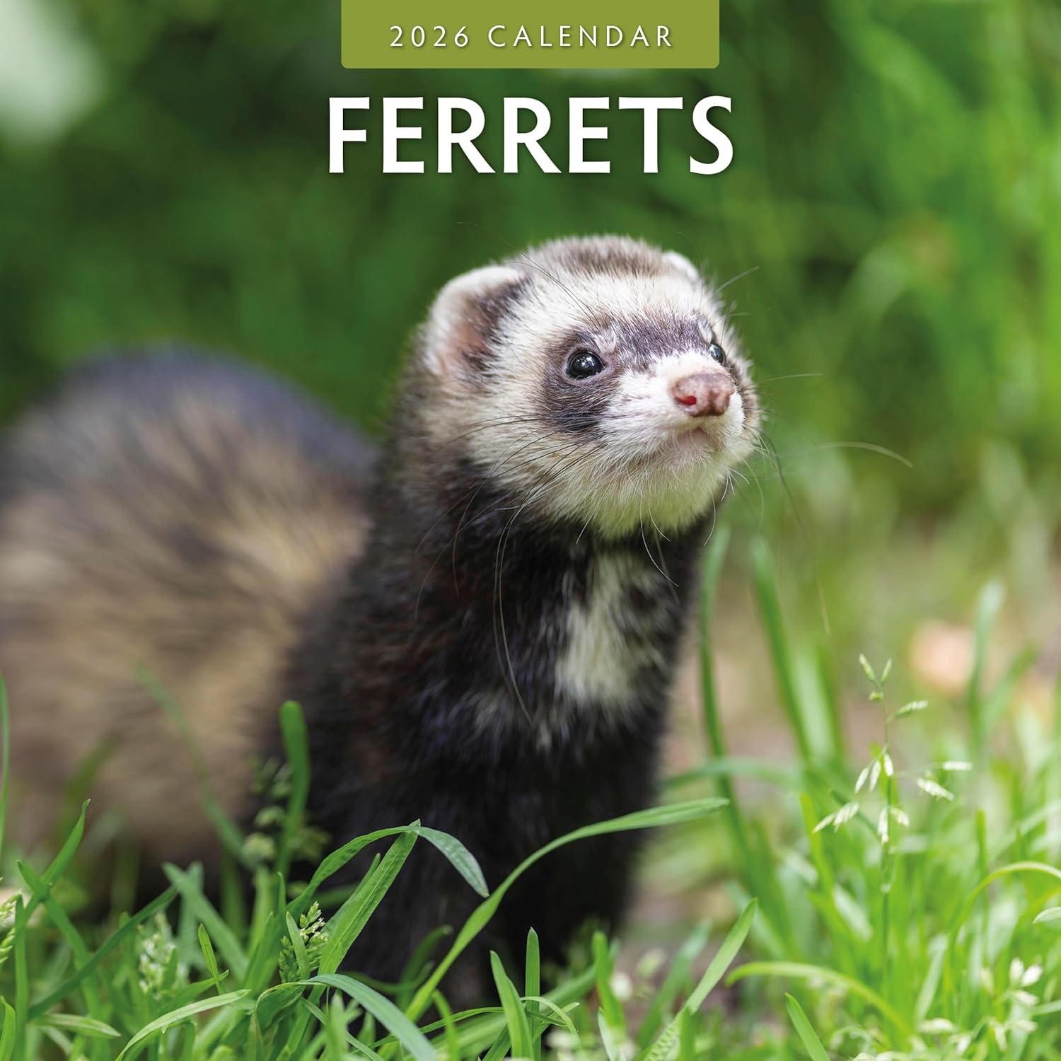 Red Robin 2026 Ferrets Monthly Wall Calendar | 12" x 24" Open | Premium Thick & Sturdy Paper | Hangable 12 Month Calendar | Lined Notes & To Do Area | Vivid Images | Plastic Free