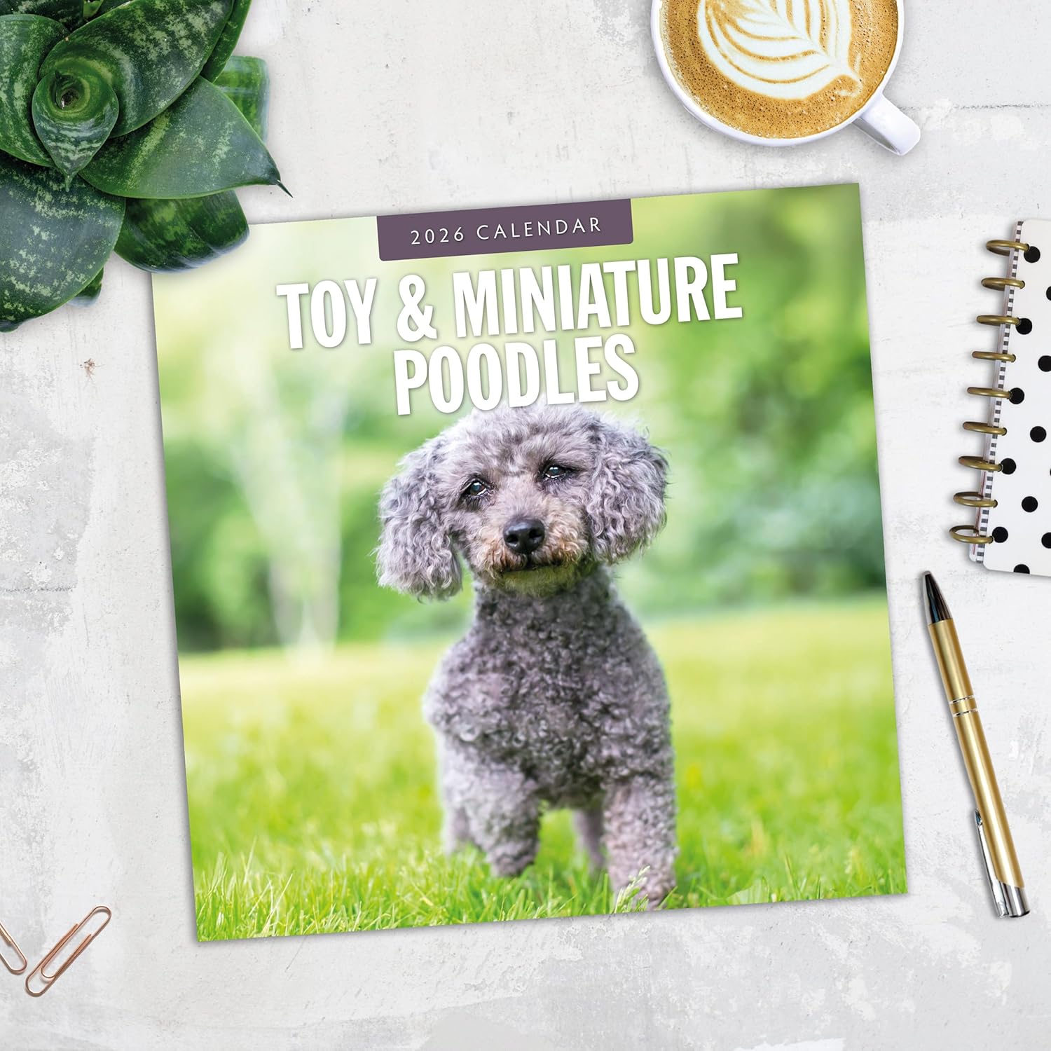 Red Robin 2026 Toy and Miniature Poodles Monthly Wall Calendar | 12" x 24" Open | Premium Thick & Sturdy Paper | Hangable 12 Month Calendar | Lined Notes & To Do Area | Vivid Images | Plastic Free