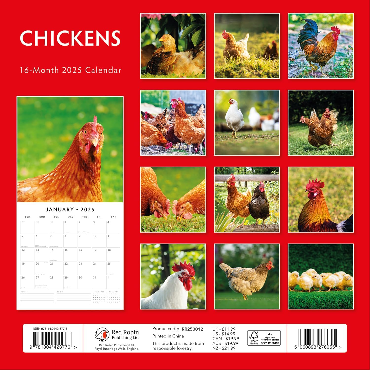 Red Robin 2025 Chickens Monthly Wall Calendar | 12" x 24" Open | Premium Thick & Sturdy Paper | Hangable 12 Month Calendar | Plastic Free | 4 Month Transition Page for 2024