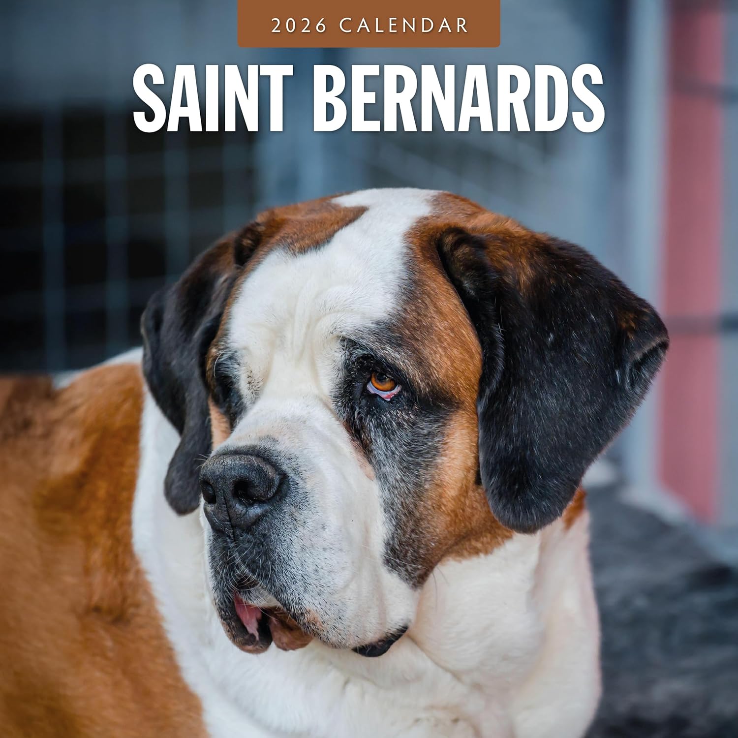 Red Robin 2026 Saint Bernards Monthly Wall Calendar | 12" x 24" Open | Premium Thick & Sturdy Paper | Hangable 12 Month Calendar | Lined Notes & To Do Area | Vivid Images | Plastic Free