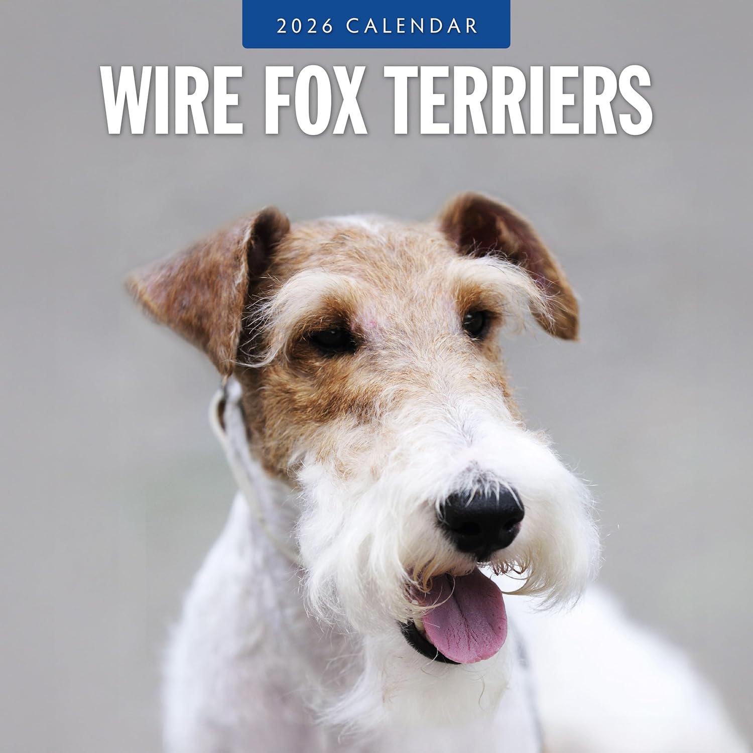 Red Robin 2026 Wire Fox Terriers Monthly Wall Calendar | 12" x 24" Open | Premium Thick & Sturdy Paper | Hangable 12 Month Calendar | Lined Notes & To Do Area | Vivid Images | Plastic Free
