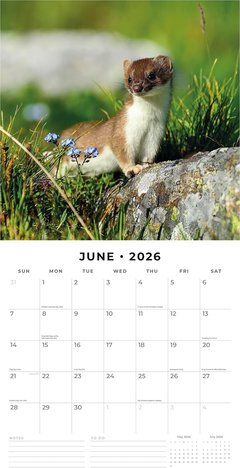 Red Robin 2026 Country Wildlife Monthly Wall Calendar | 12" x 24" Open | Premium Thick & Sturdy Paper | Hangable 12 Month Calendar | Lined Notes & To Do Area | Vivid Images | Plastic Free