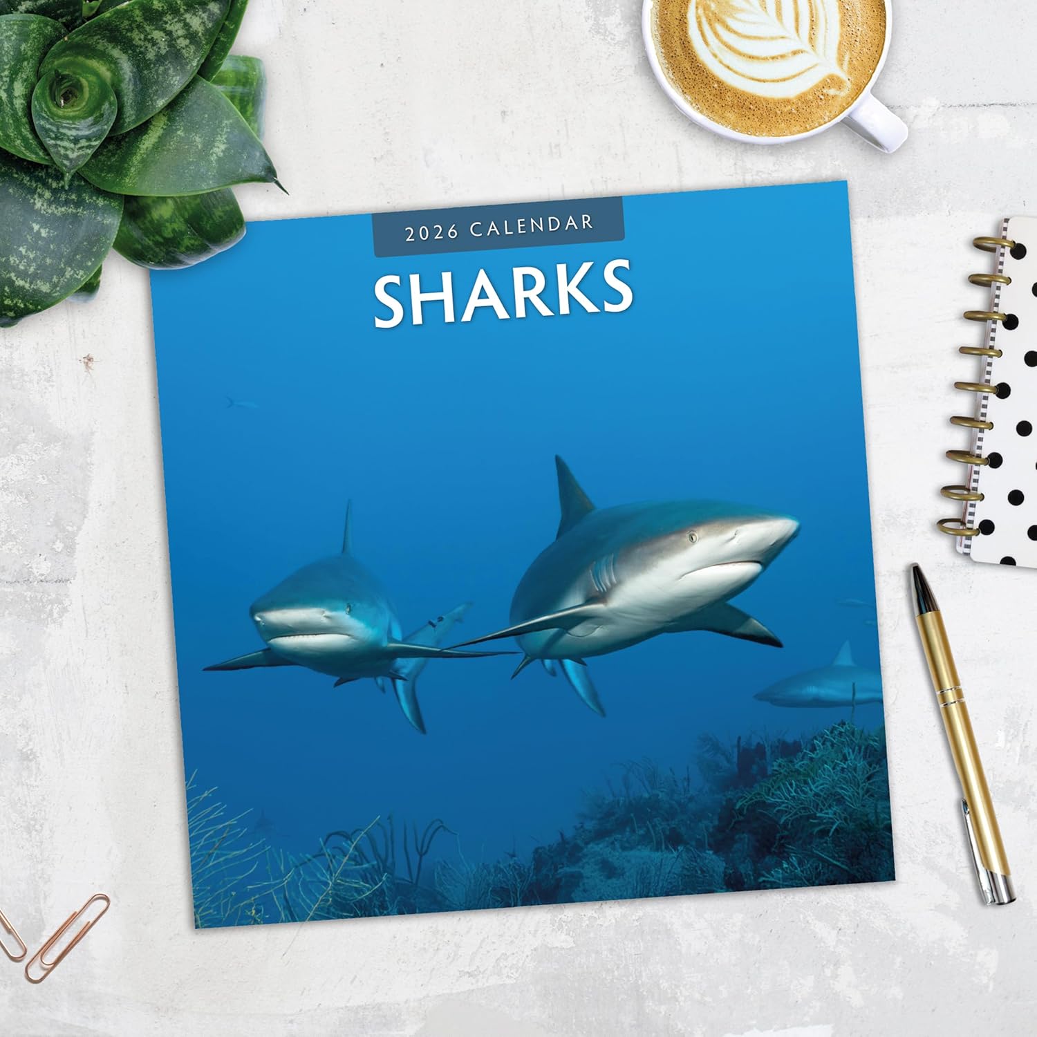 Red Robin 2026 Sharks Monthly Wall Calendar | 12" x 24" Open | Premium Thick & Sturdy Paper | Hangable 12 Month Calendar | Lined Notes & To Do Area | Vivid Images | Plastic Free