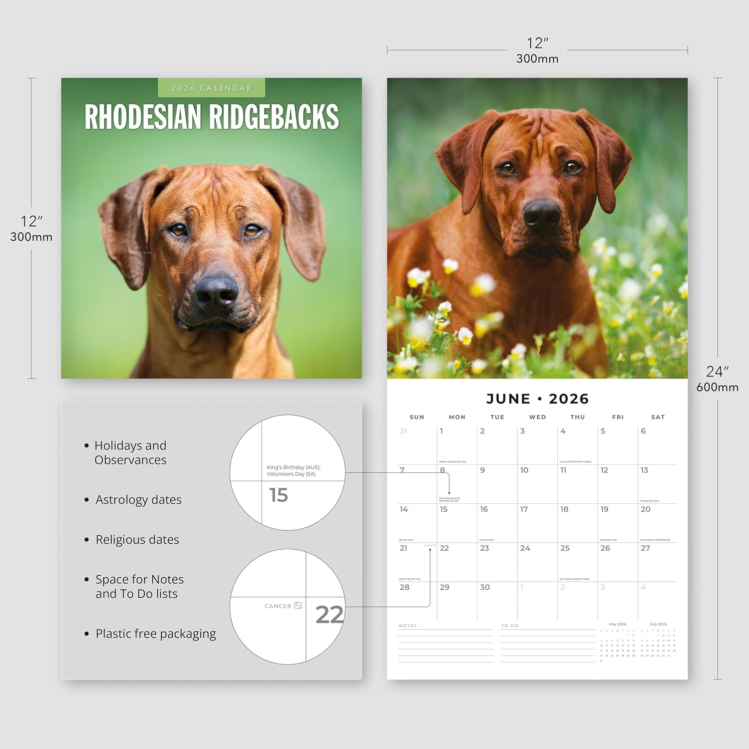 Red Robin 2026 Rhodesian Ridgebacks Monthly Wall Calendar | 12" x 24" Open | Premium Thick & Sturdy Paper | Hangable 12 Month Calendar | Lined Notes & To Do Area | Vivid Images | Plastic Free