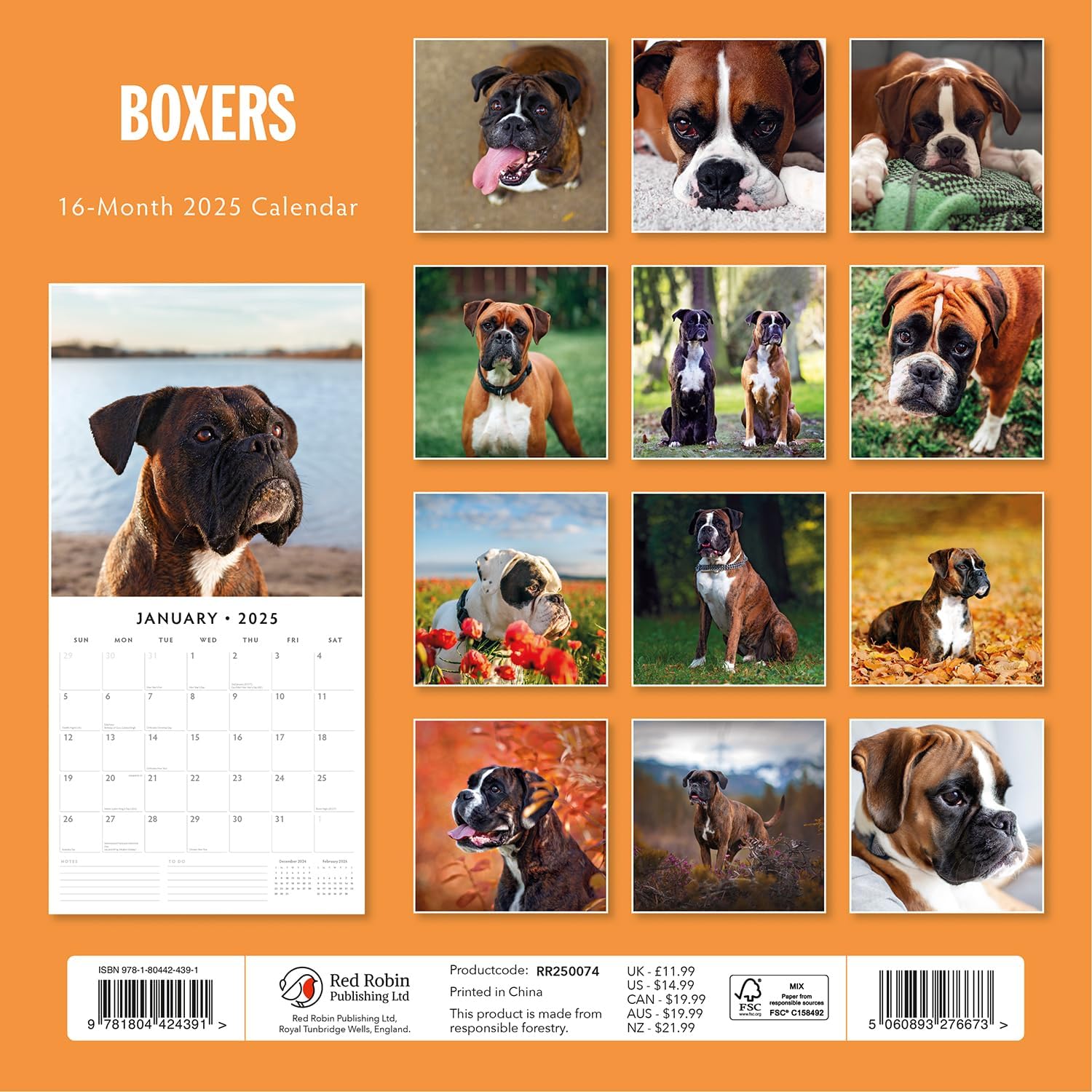 Red Robin 2025 Boxers Monthly Wall Calendar | 12" x 24" Open | Premium Thick & Sturdy Paper | Hangable 12 Month Calendar | Plastic Free | 4 Month Transition Page for 2024