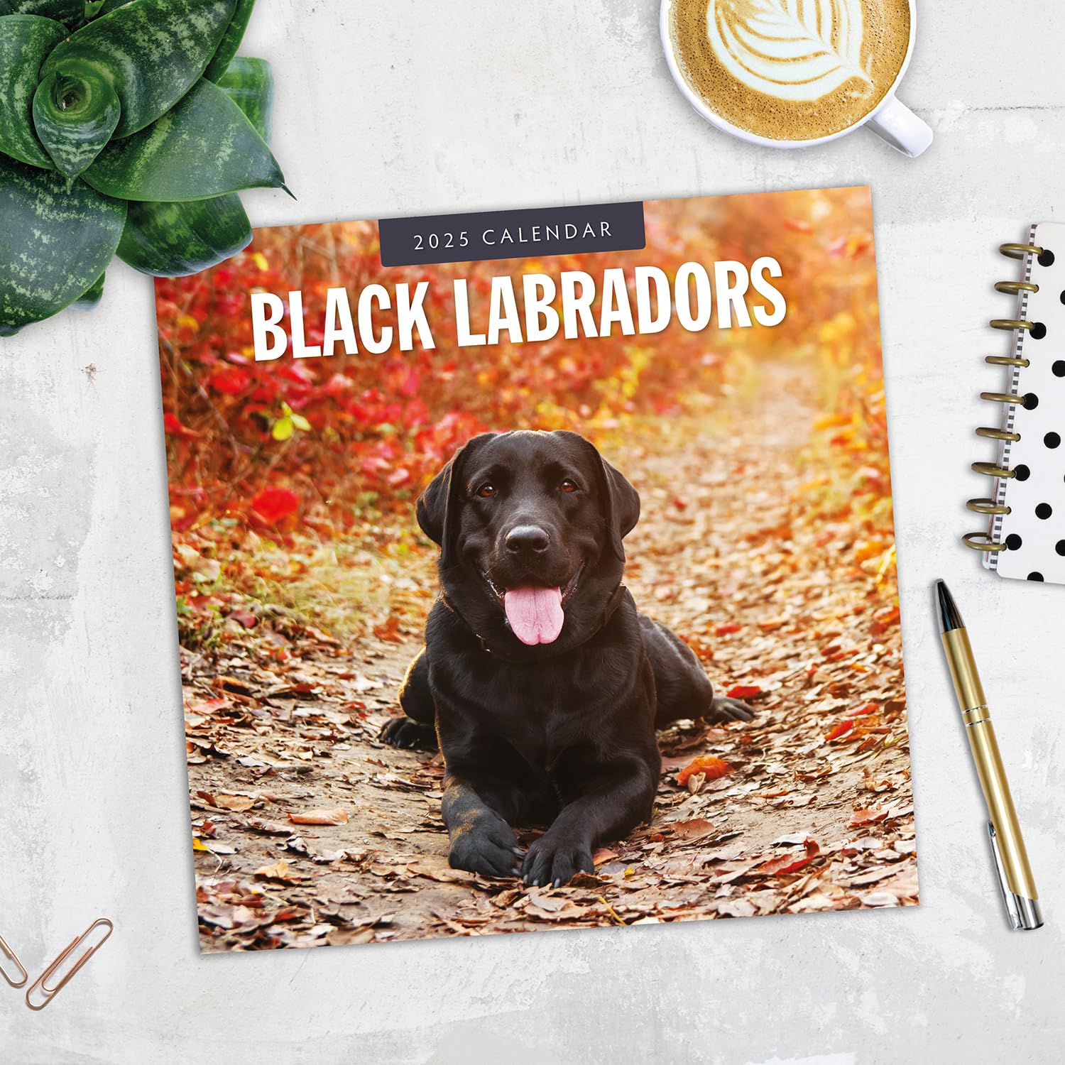 Red Robin 2025 Black Labradors Monthly Wall Calendar | 12" x 24" Open | Premium Thick & Sturdy Paper | Hangable 12 Month Calendar | Plastic Free | 4 Month Transition Page for 2024