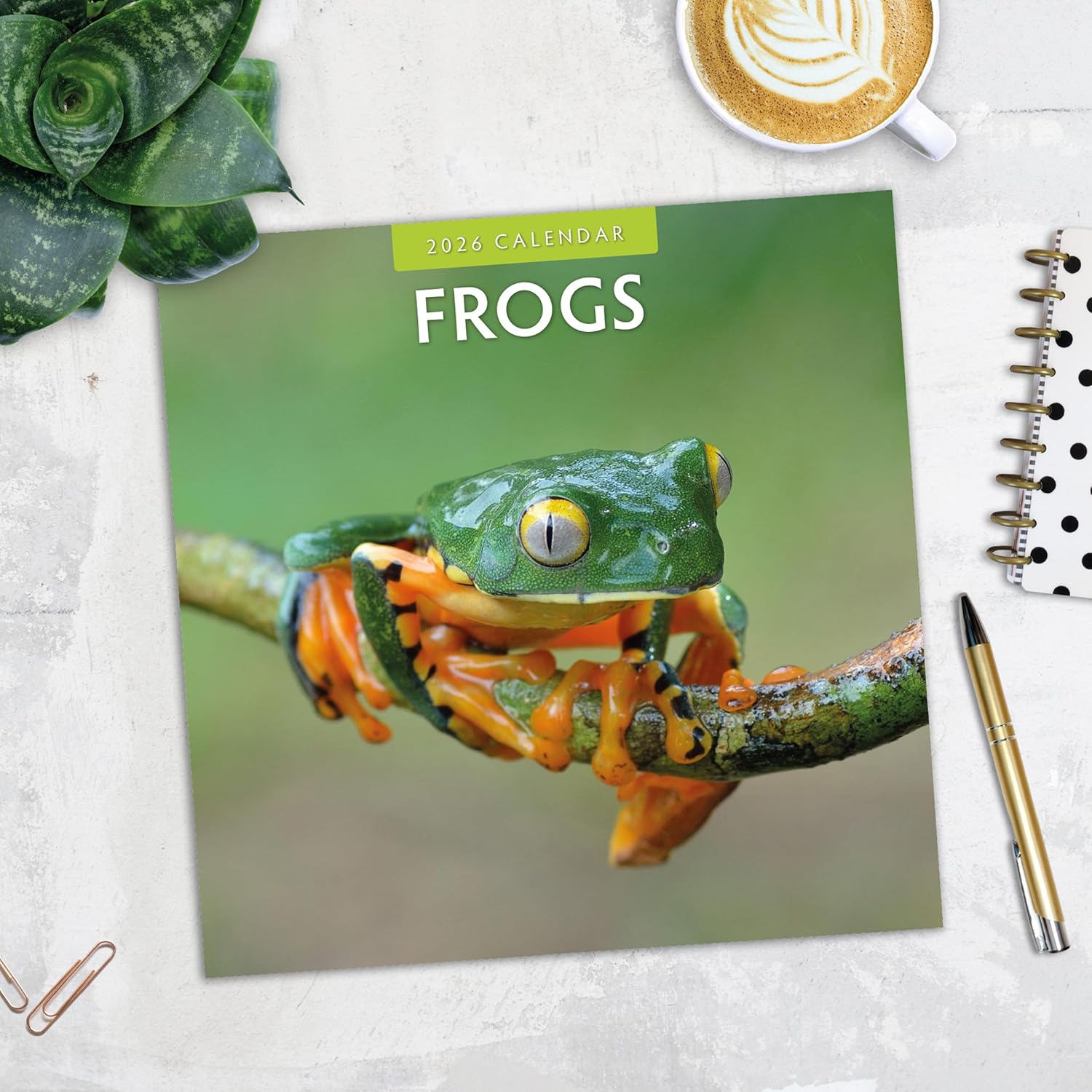 Red Robin 2026 Frogs Monthly Wall Calendar | 12" x 24" Open | Premium Thick & Sturdy Paper | Hangable 12 Month Calendar | Lined Notes & To Do Area | Vivid Images | Plastic Free