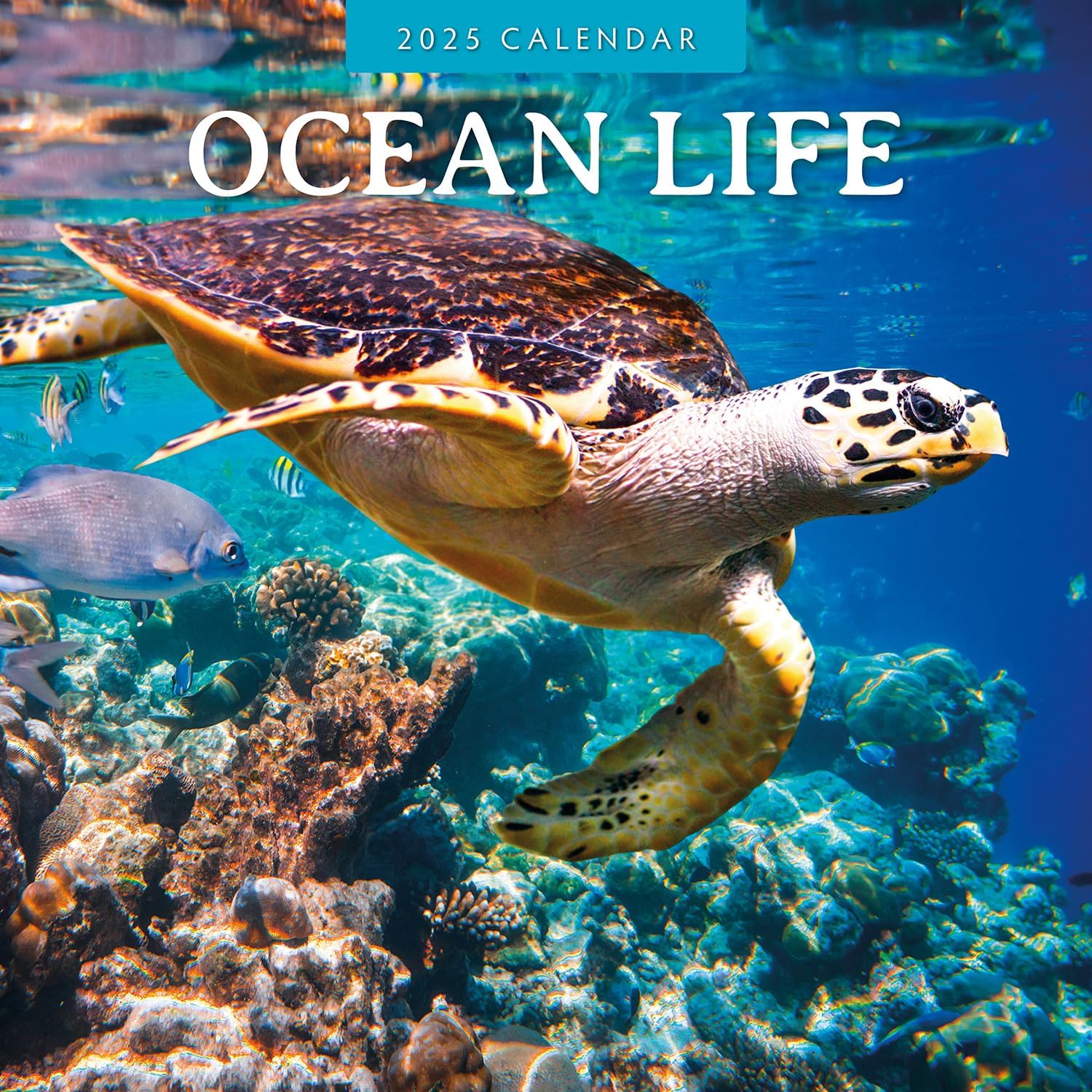 Red Robin 2025 Ocean Life Monthly Wall Calendar | 12" x 24" Open | Premium Thick & Sturdy Paper | Hangable 12 Month Calendar | Plastic Free | 4 Month Transition Page for 2024