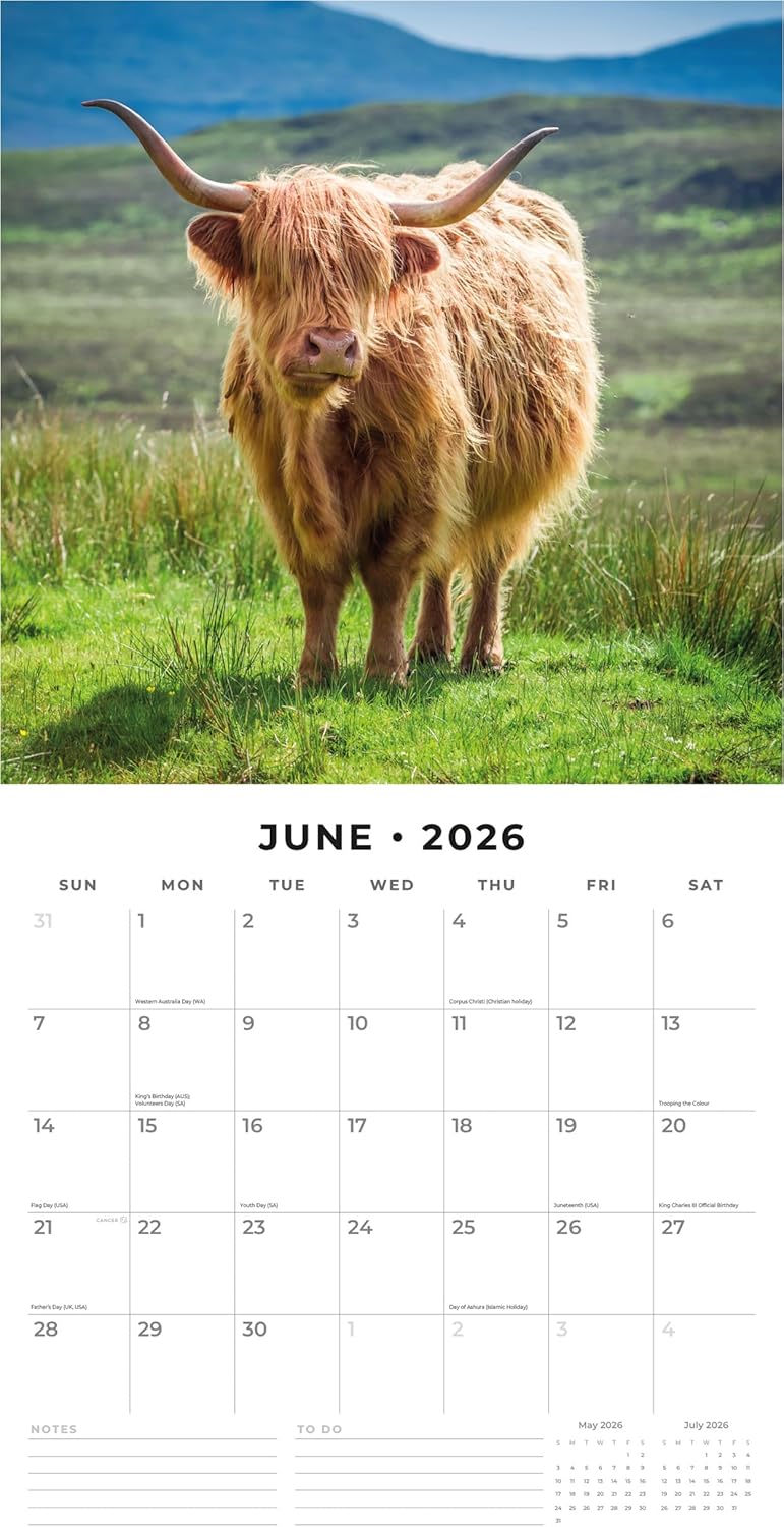 Red Robin 2026 Highland Cows Monthly Wall Calendar | 12" x 24" Open | Premium Thick & Sturdy Paper | Hangable 12 Month Calendar | Lined Notes & To Do Area | Vivid Images | Plastic Free