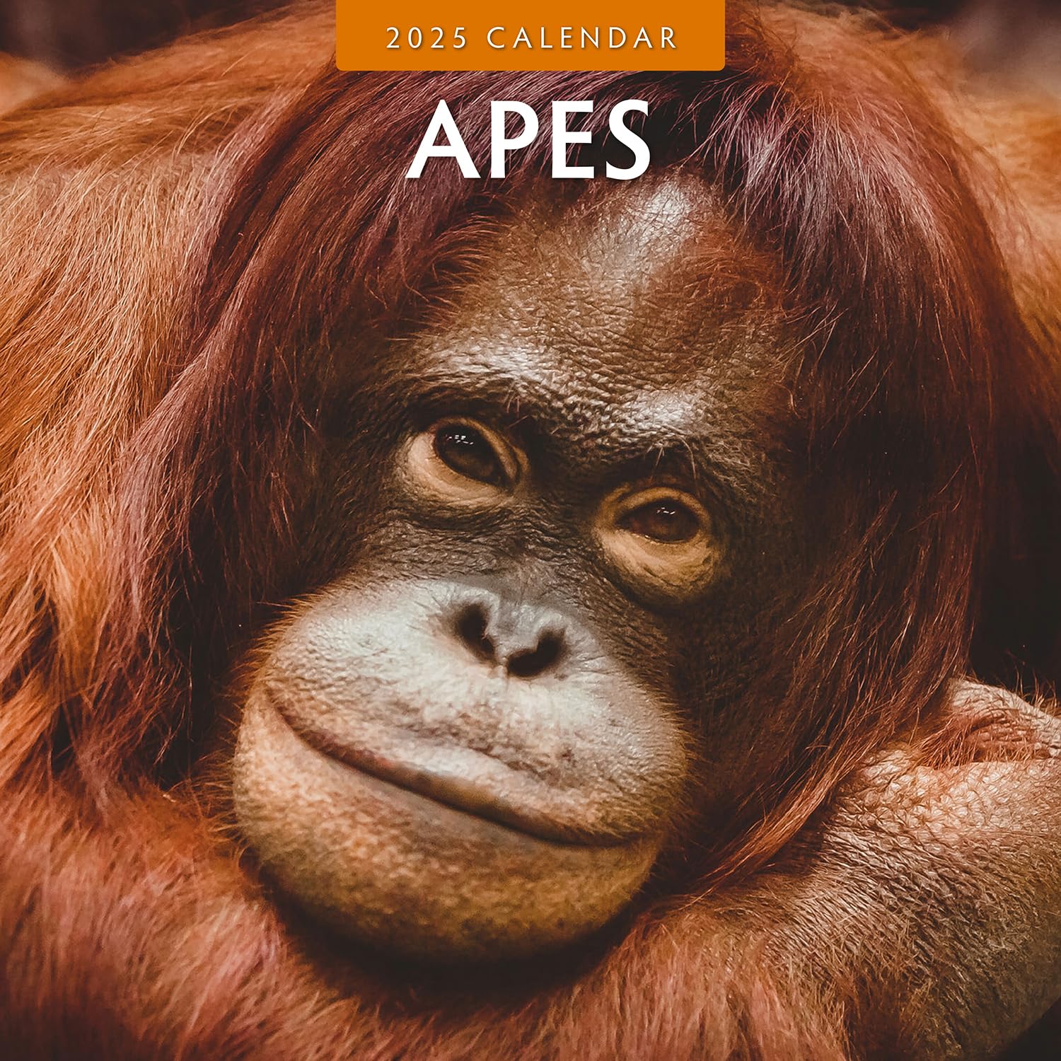 2025 Apes Monthly Wall Calendar | 12" x 24" Open | Premium Thick & Sturdy Paper | Hangable 12 Month Calendar | Plastic Free | 4 Month Transition Page for 2024