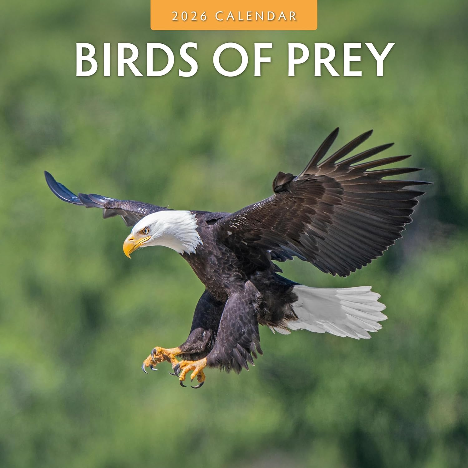 Birds Of Prey - 2026 Square Wall Calendar - by Red Robin Publishing